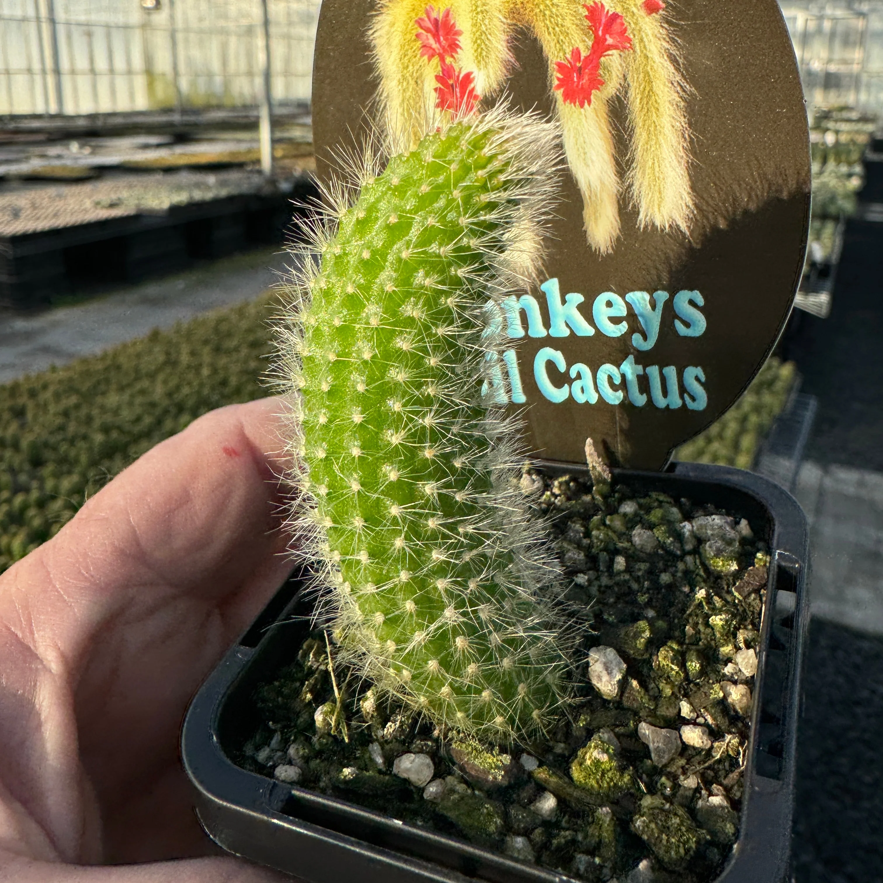 Cleistocactus winteri subsp. colademononis - Monkey's Tail Cactus - Image 5