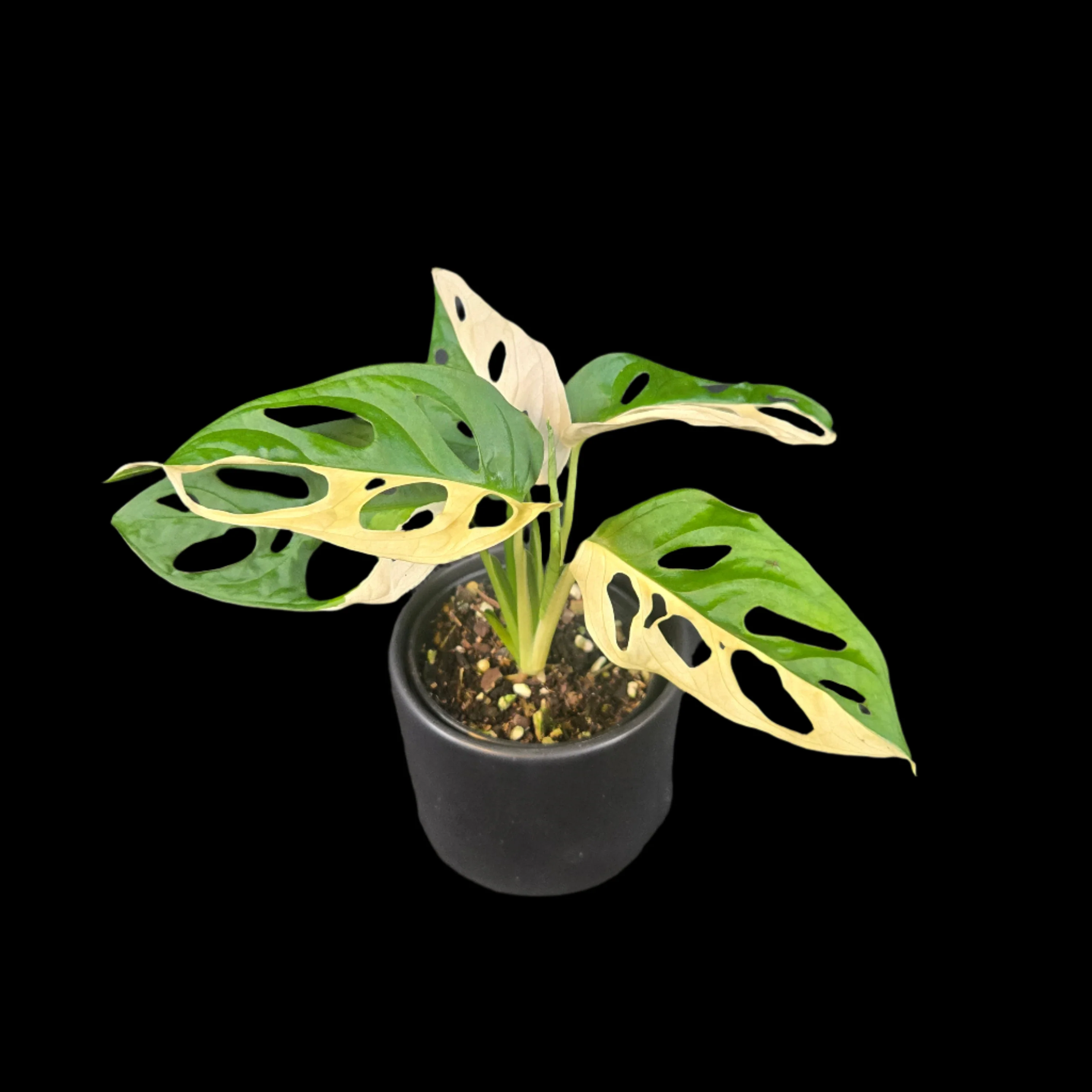 Monstera adansonii Variegated - Image 2