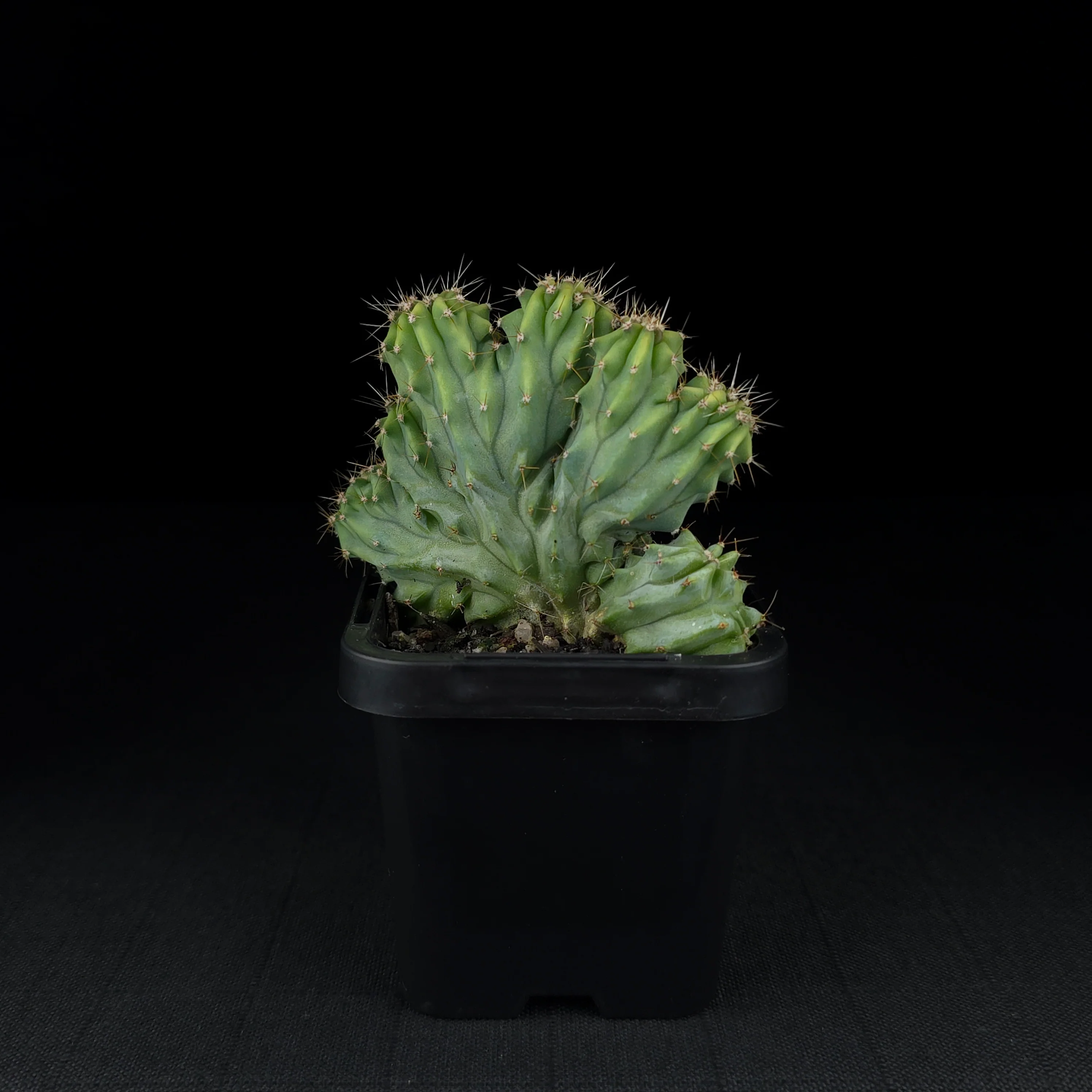 Myrtillocactus geometrizans 'Cristata' - Image 2