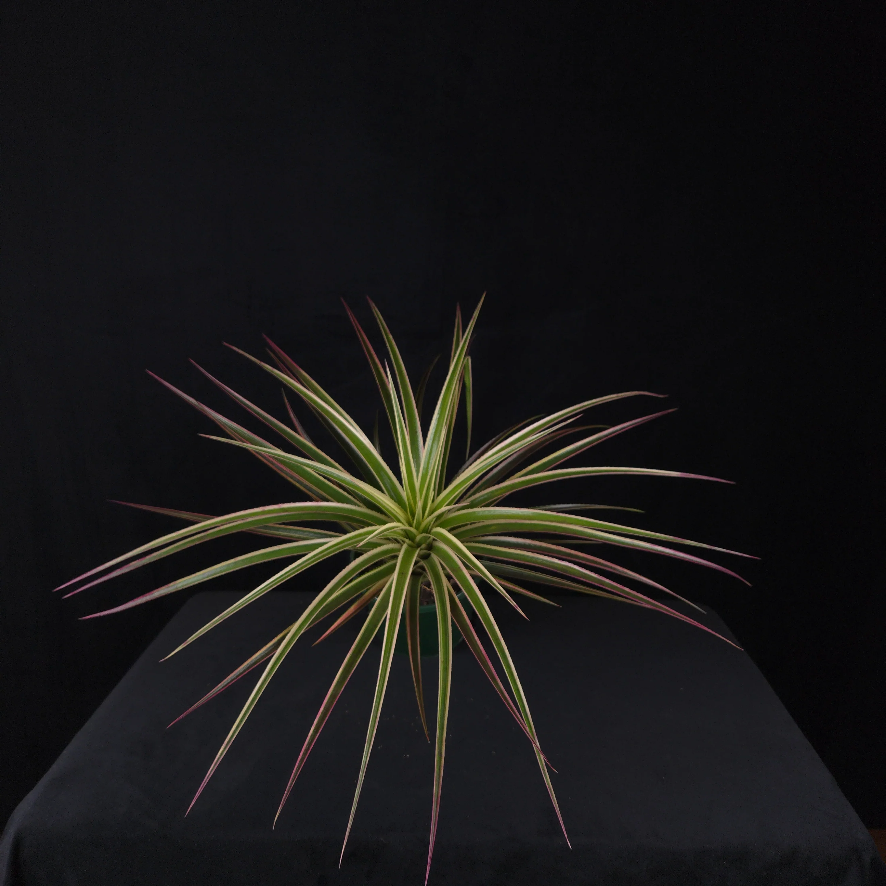 Neophytum ‘Galactic Warrior’