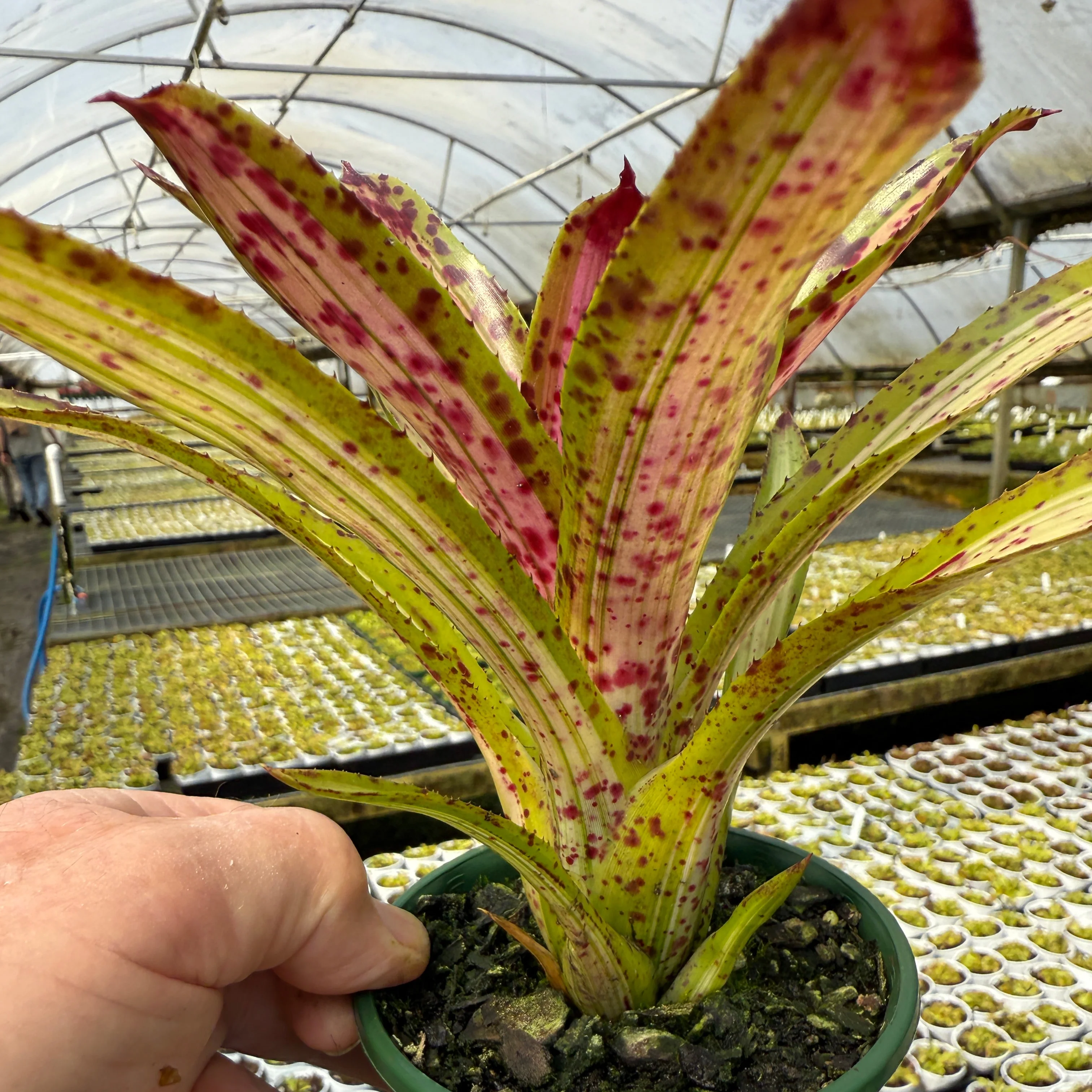 Neoregelia 'Chrissy' - Image 2