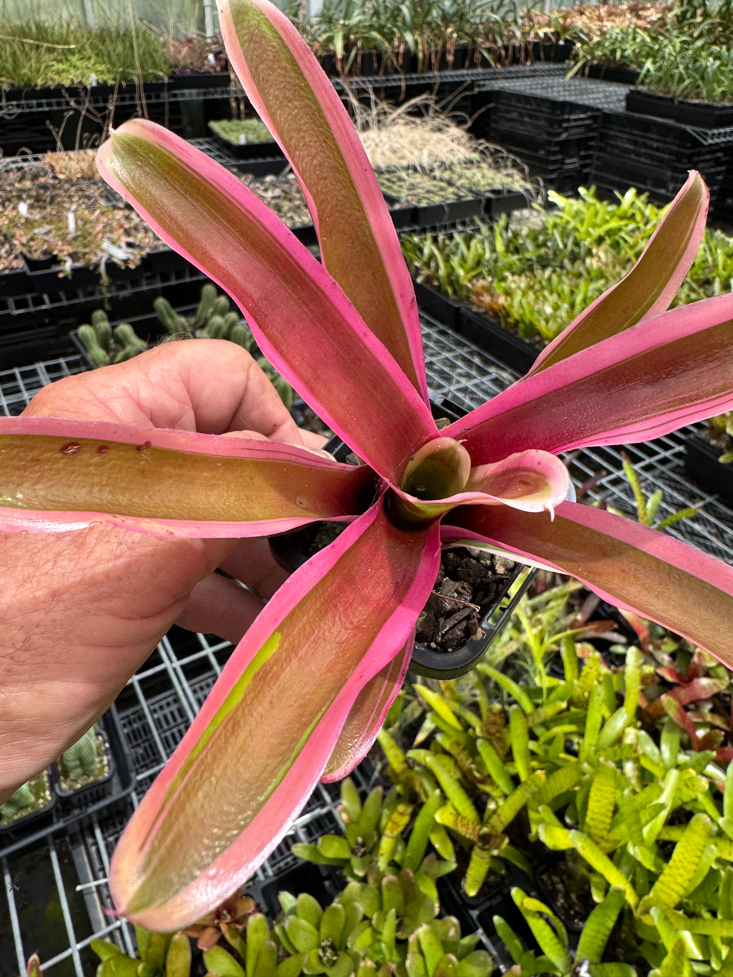 Neoregelia Tiny Tot Fireball 'Lyda's Pride' - Image 3