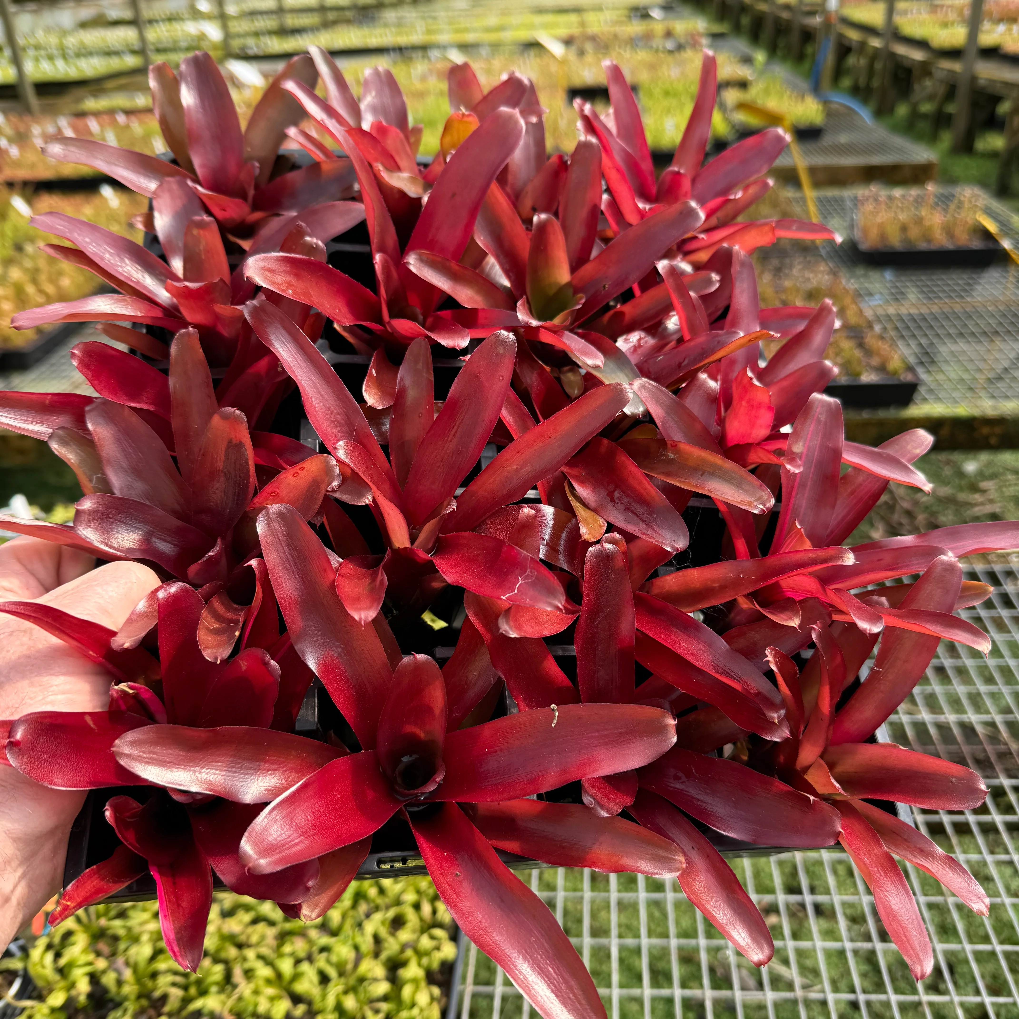 Neoregelia Tiny Tot 'Fire Engine' Bare root cuttings - Image 3
