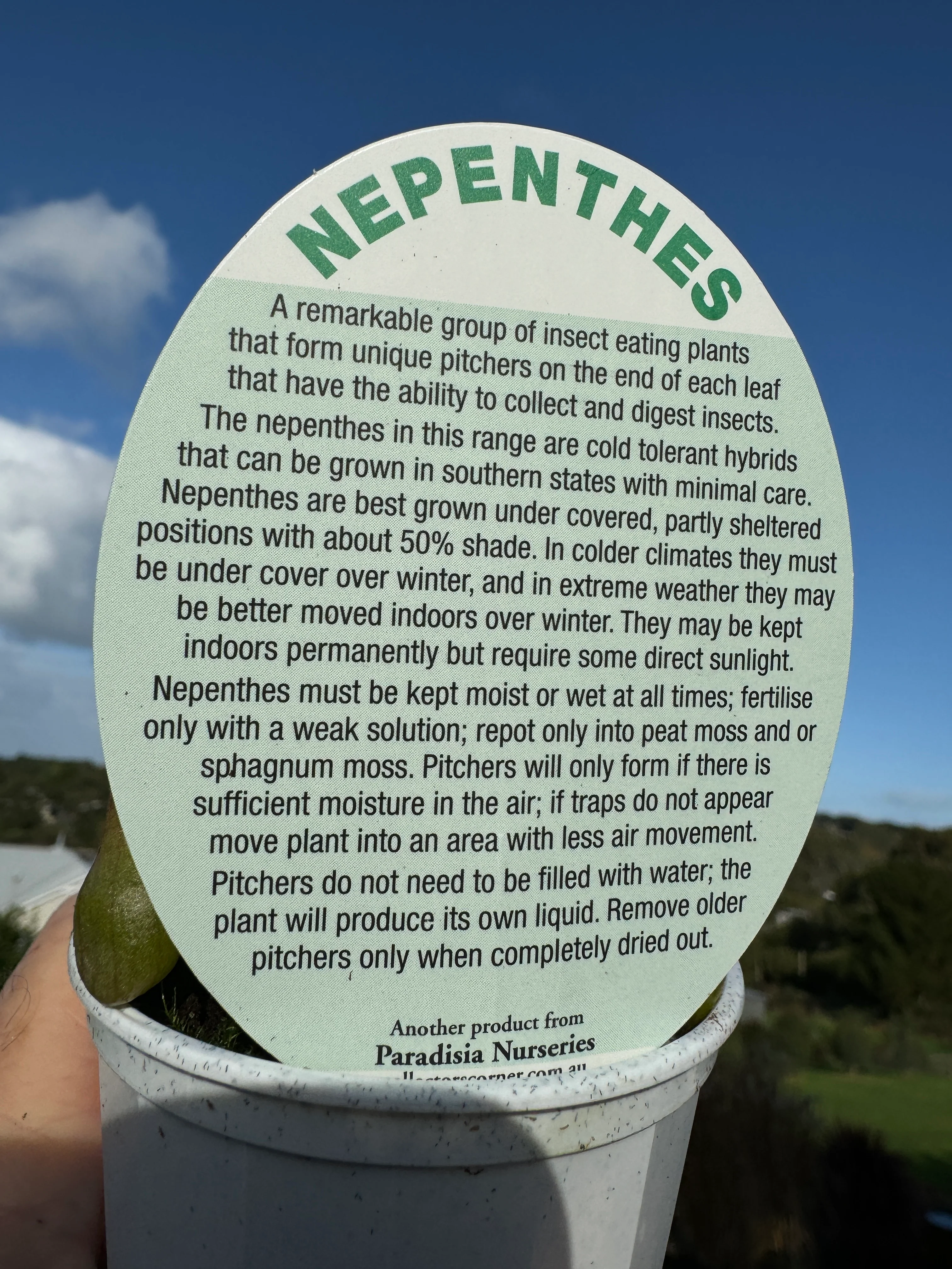 Nepenthes paradisia hybrids - Image 2