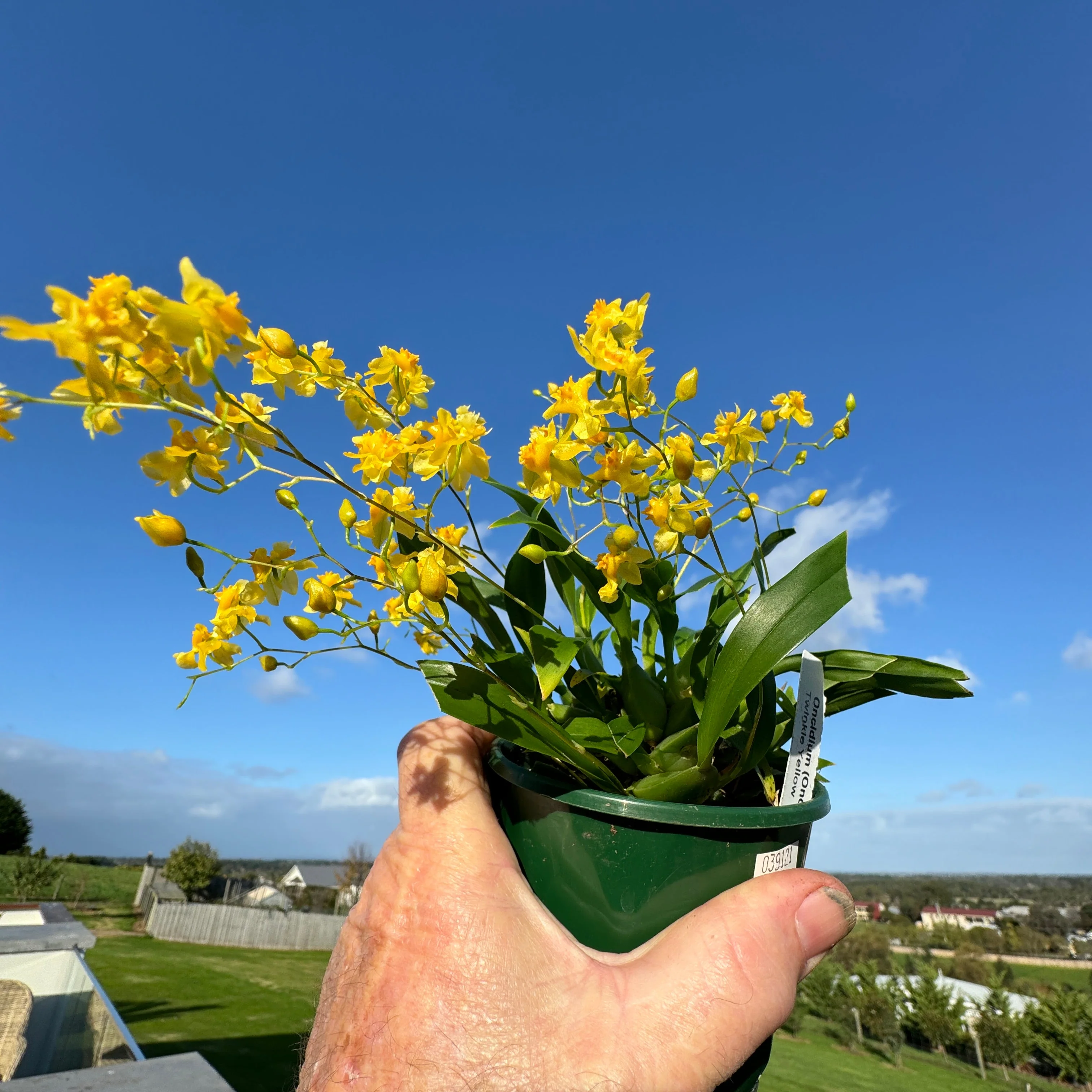 Oncidium Twinkle Yellow - Image 3