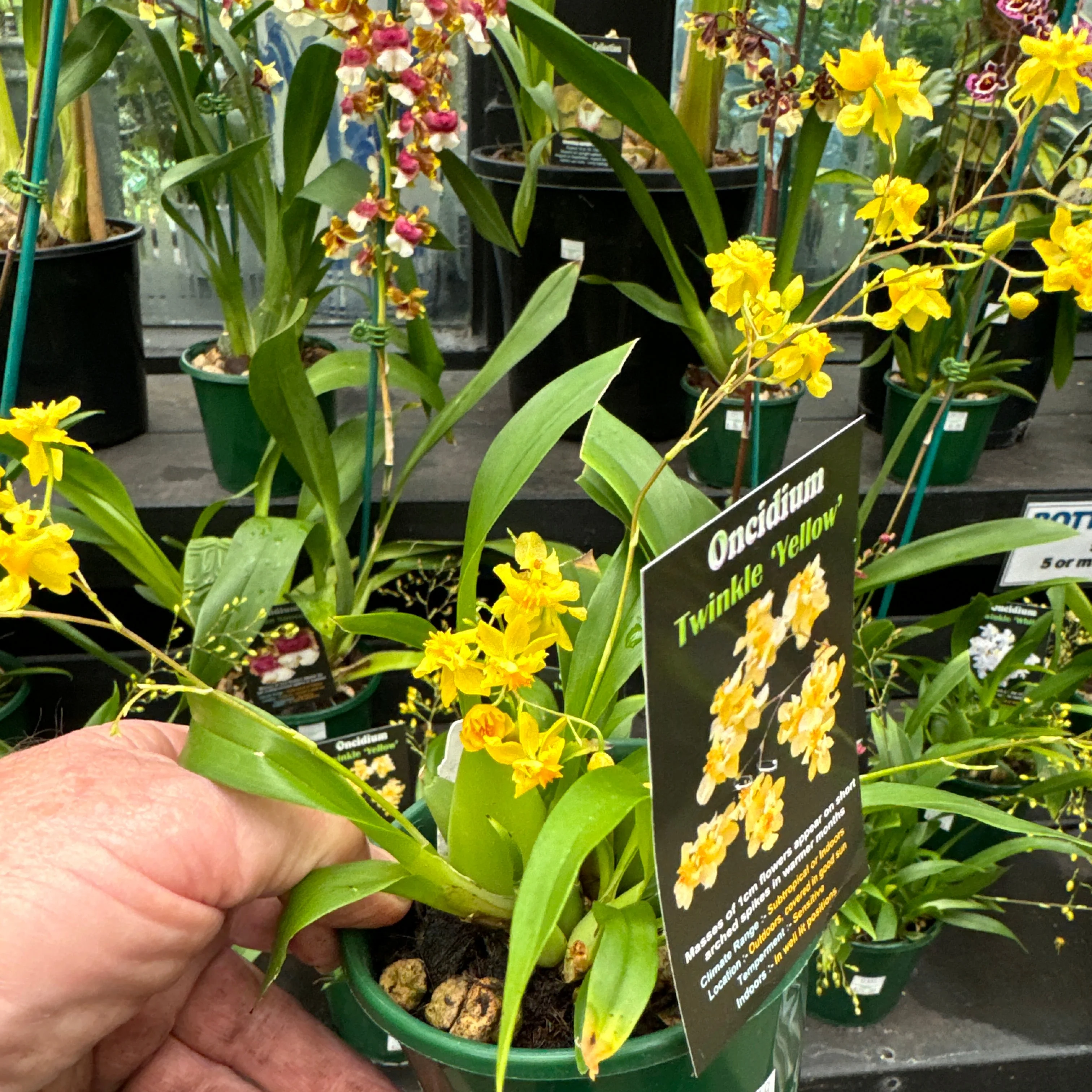 Oncidium Twinkle Yellow - Image 4