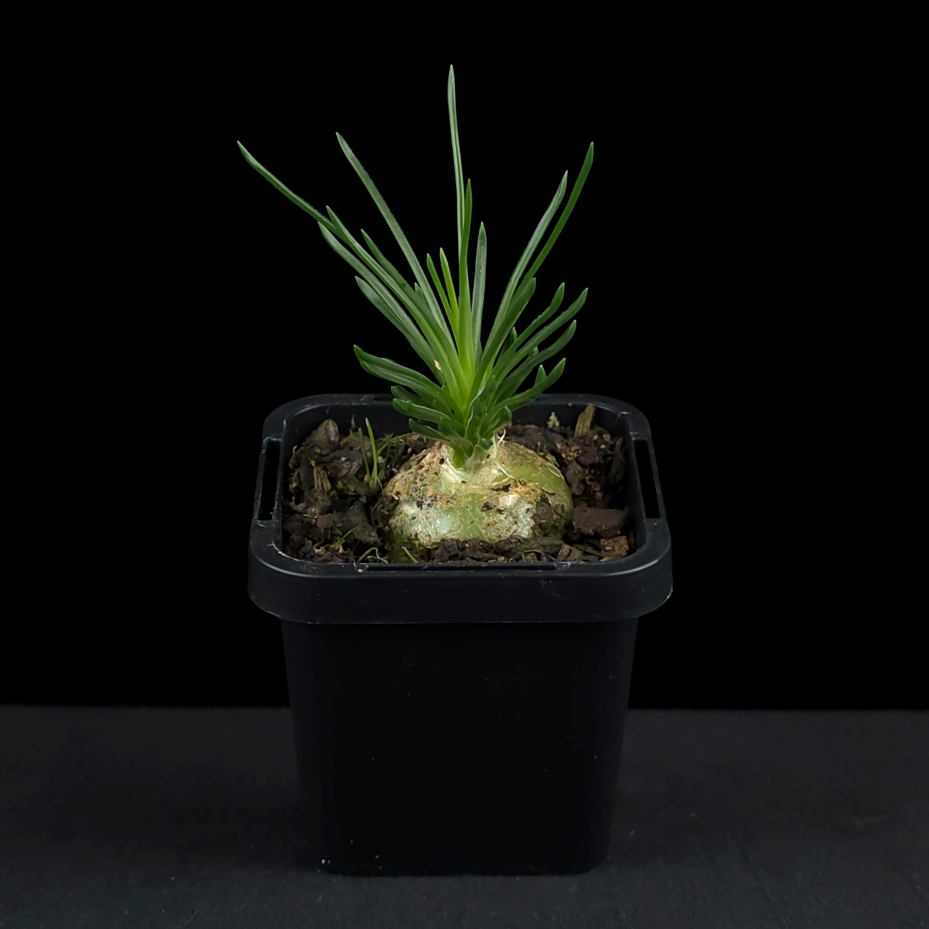 Ornithogalum sardienii (WA Prohibited) - Image 3