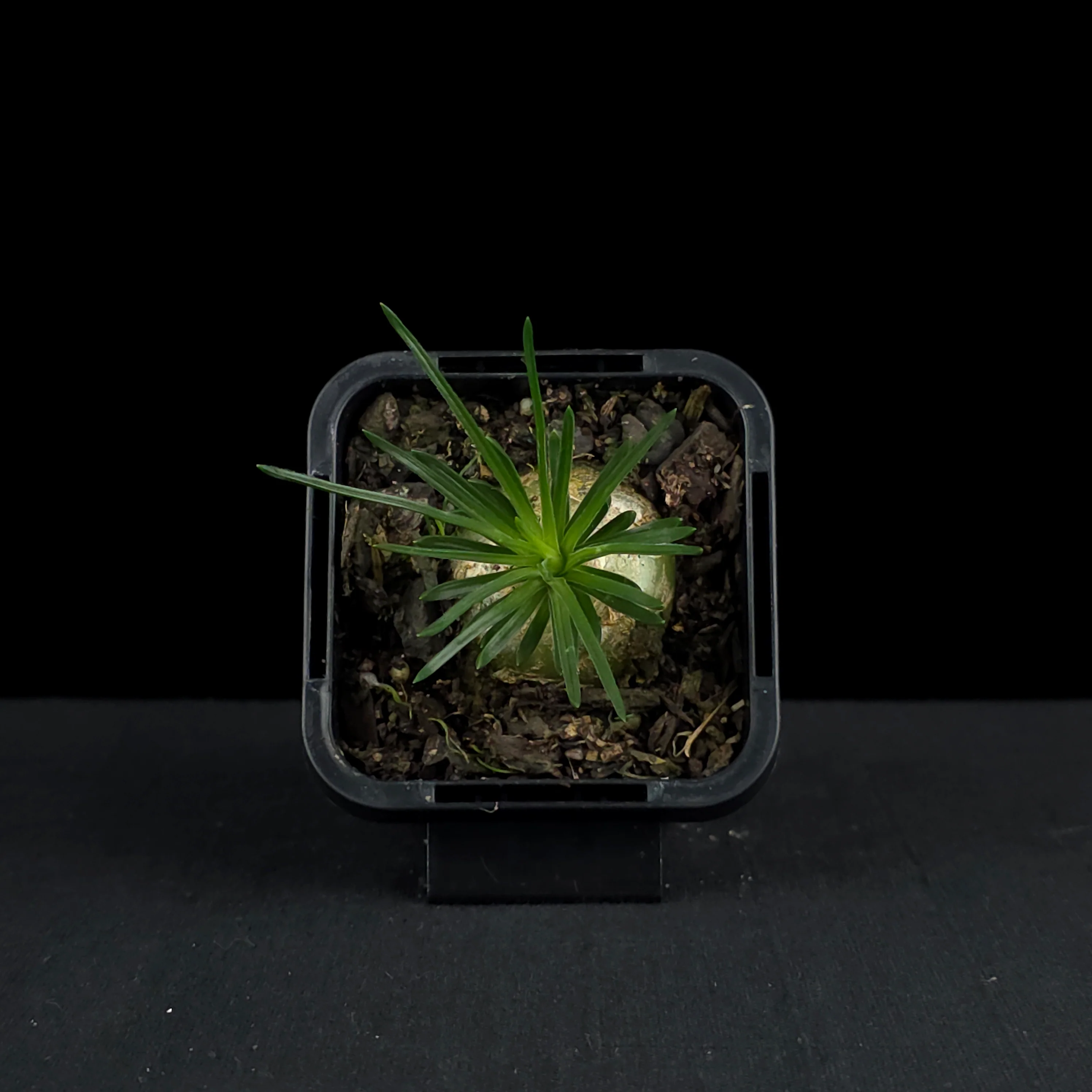 Ornithogalum sardienii (WA Prohibited) - Image 4