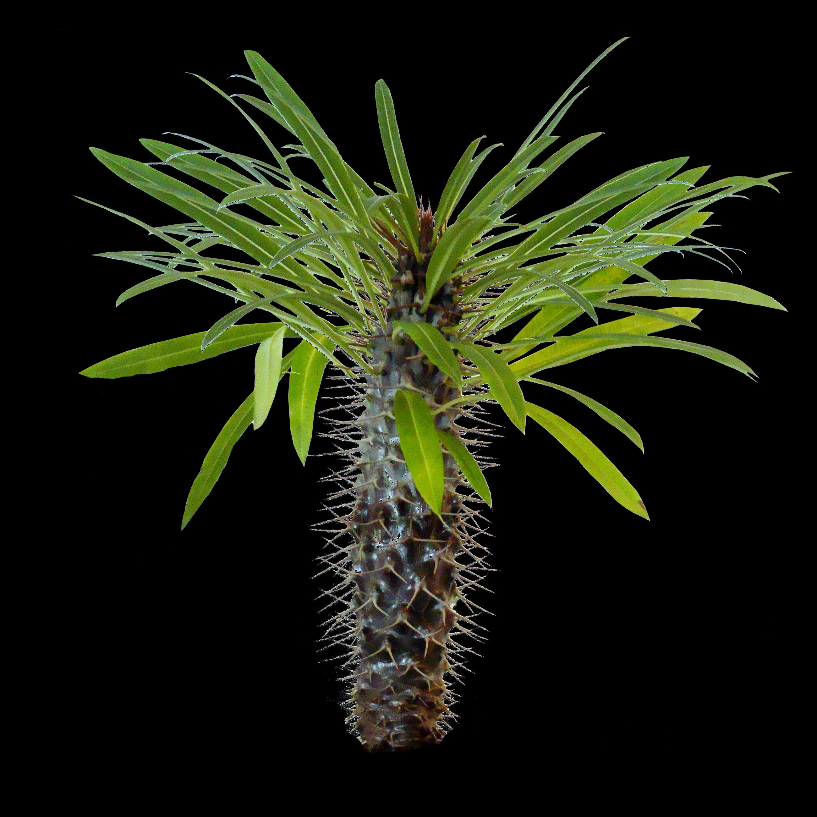 Pachypodium lamerei – Madagascar Palm