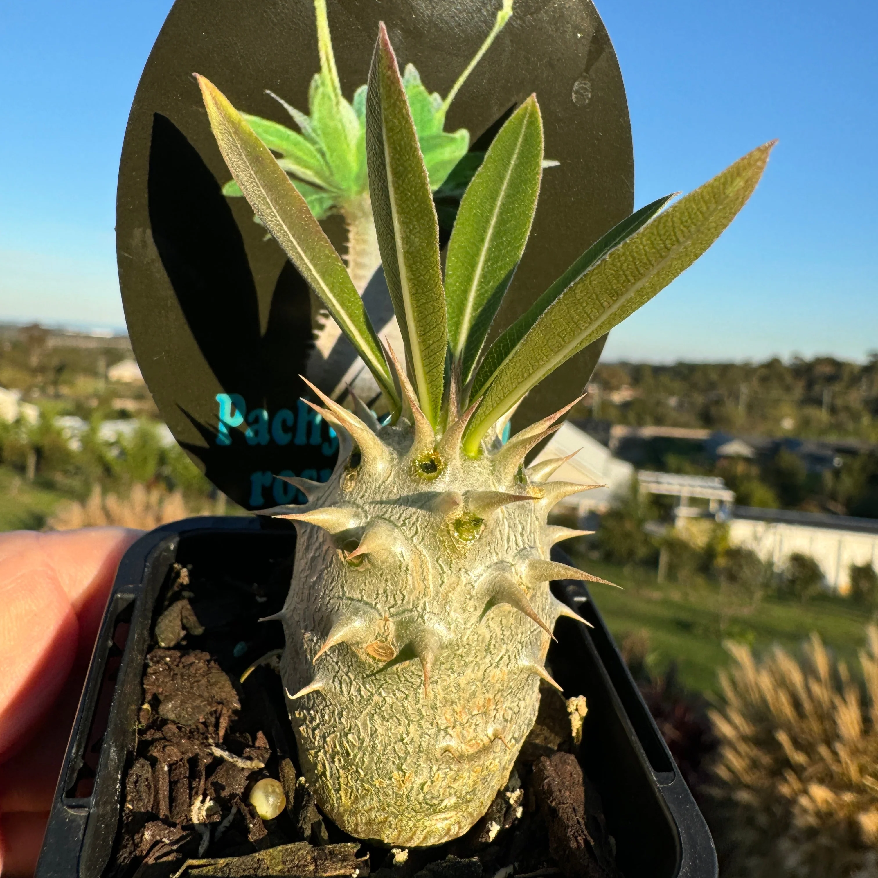 Pachypodium rosulatum - Image 3