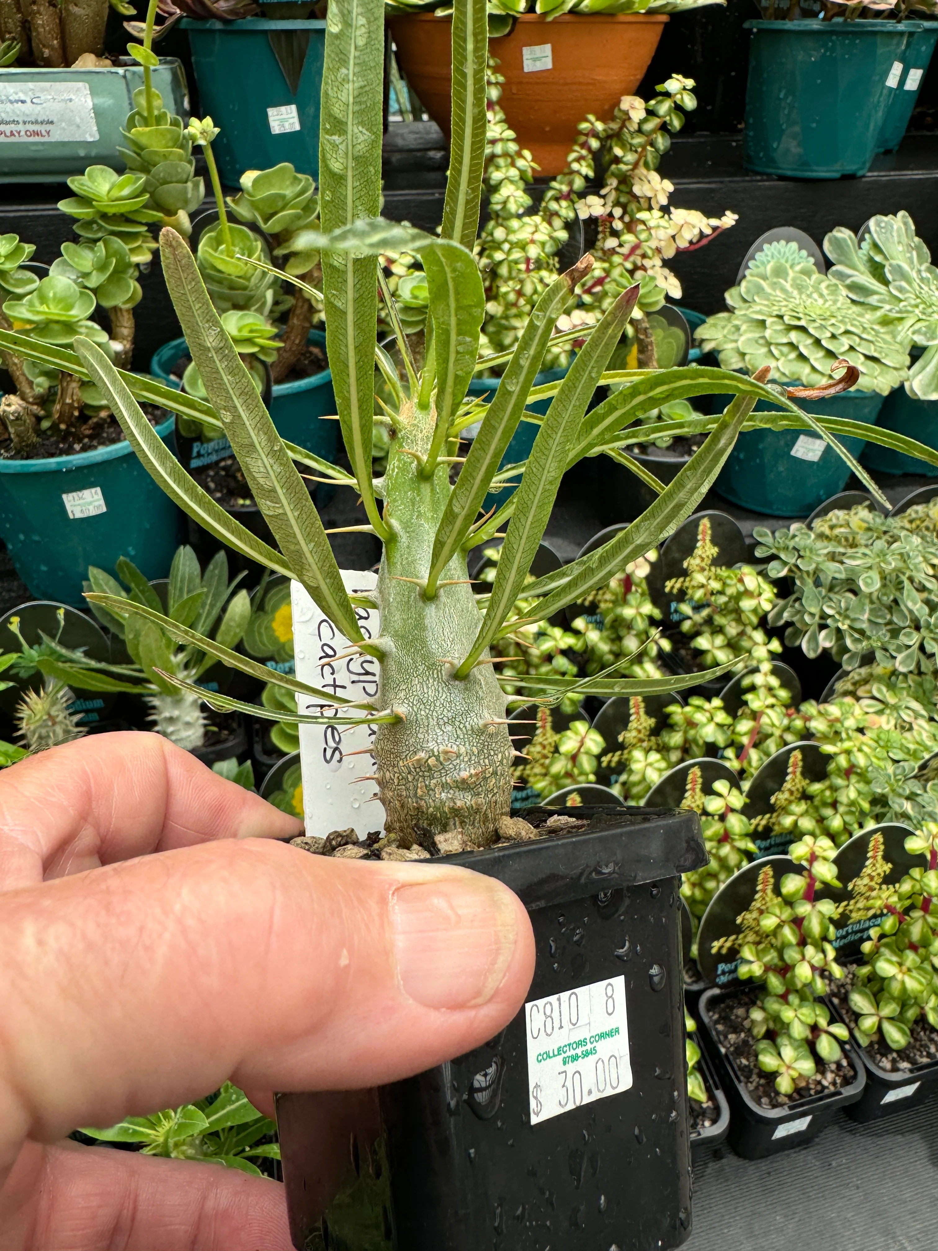 Pachypodium rosulatum subsp. cactipes - Image 5