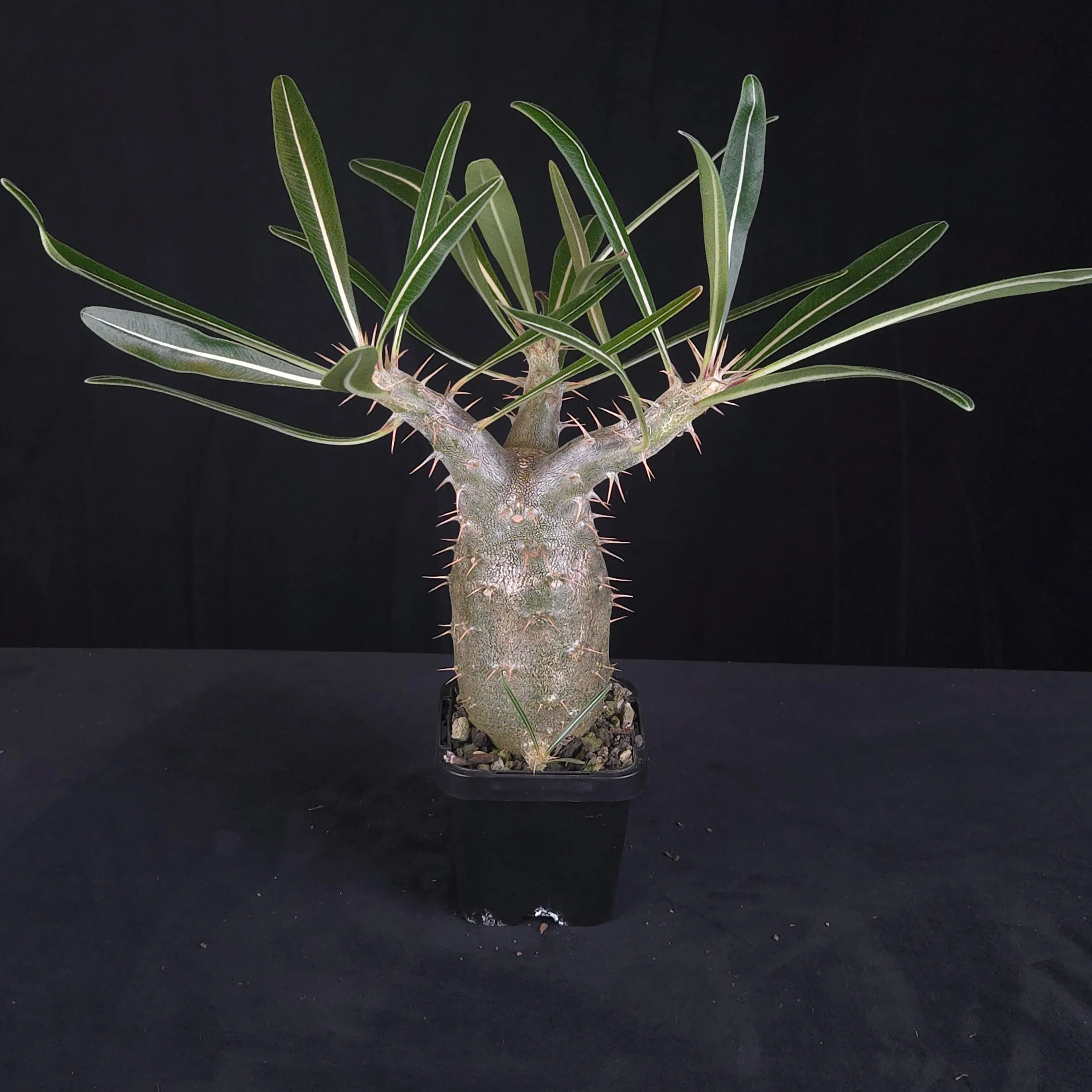 Pachypodium rosulatum subsp. cactipes - Image 7