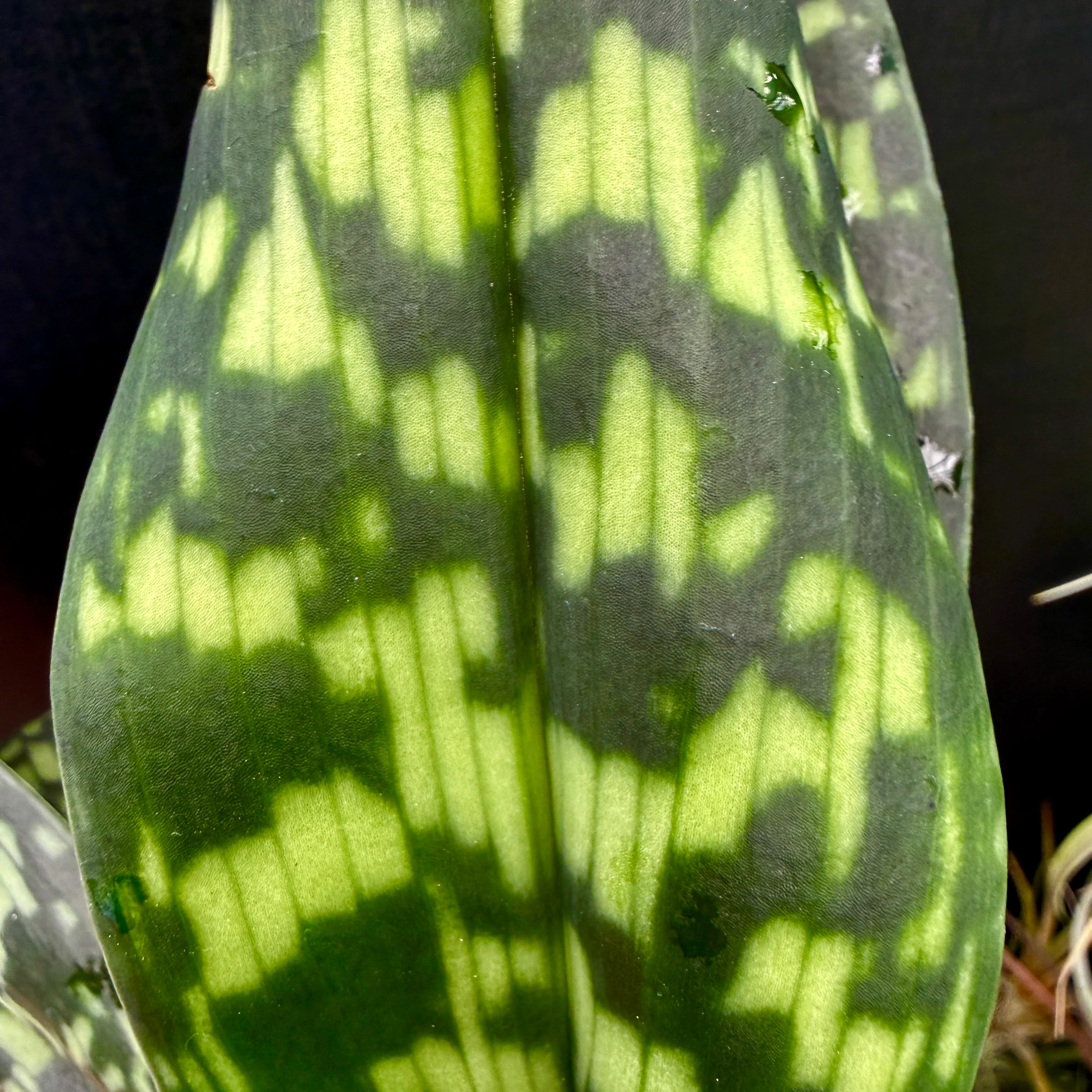 Paphiopedilum Hsinying Citron 'Account' - Image 4