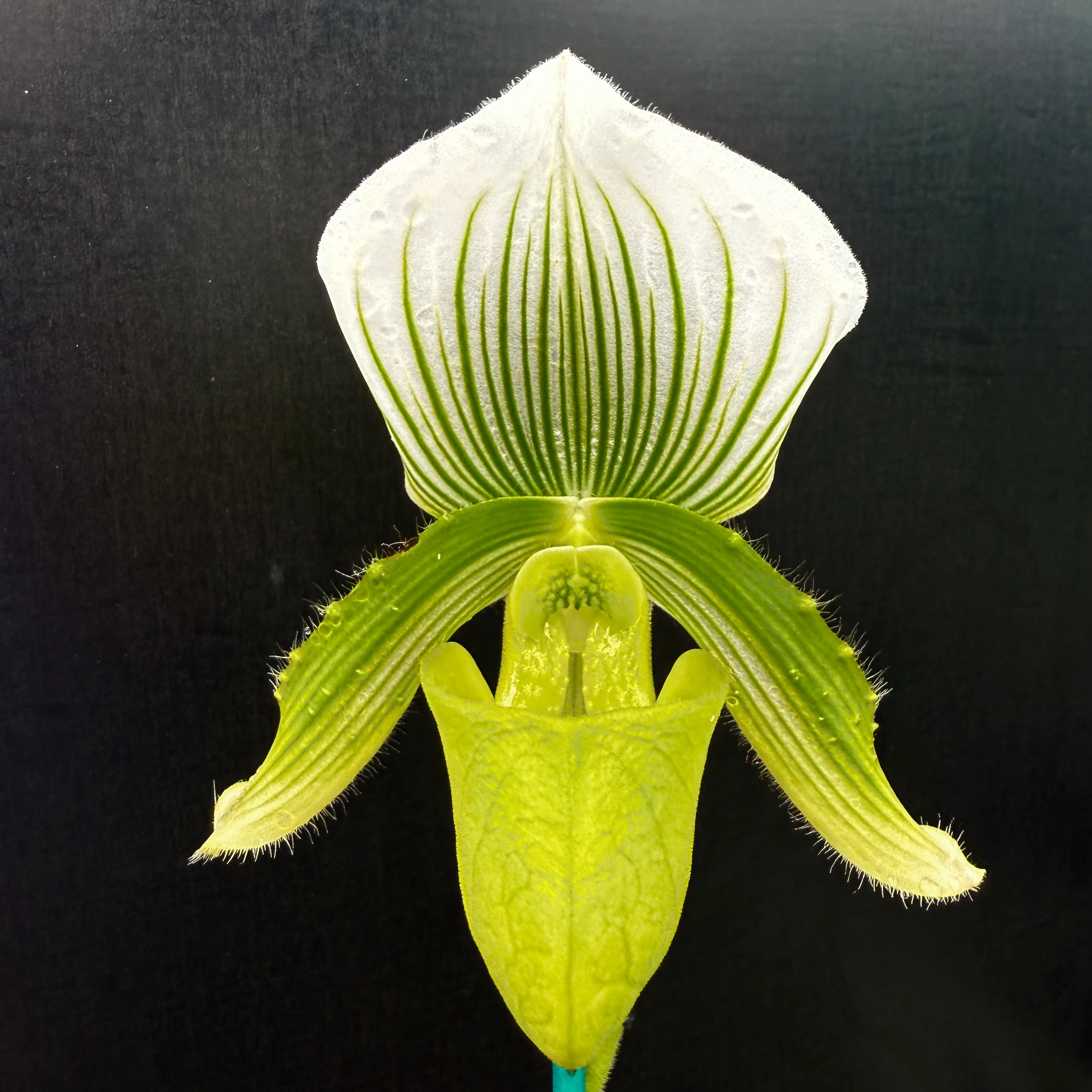 Paphiopedilum Hsinying Citron 'Account' - Image 5