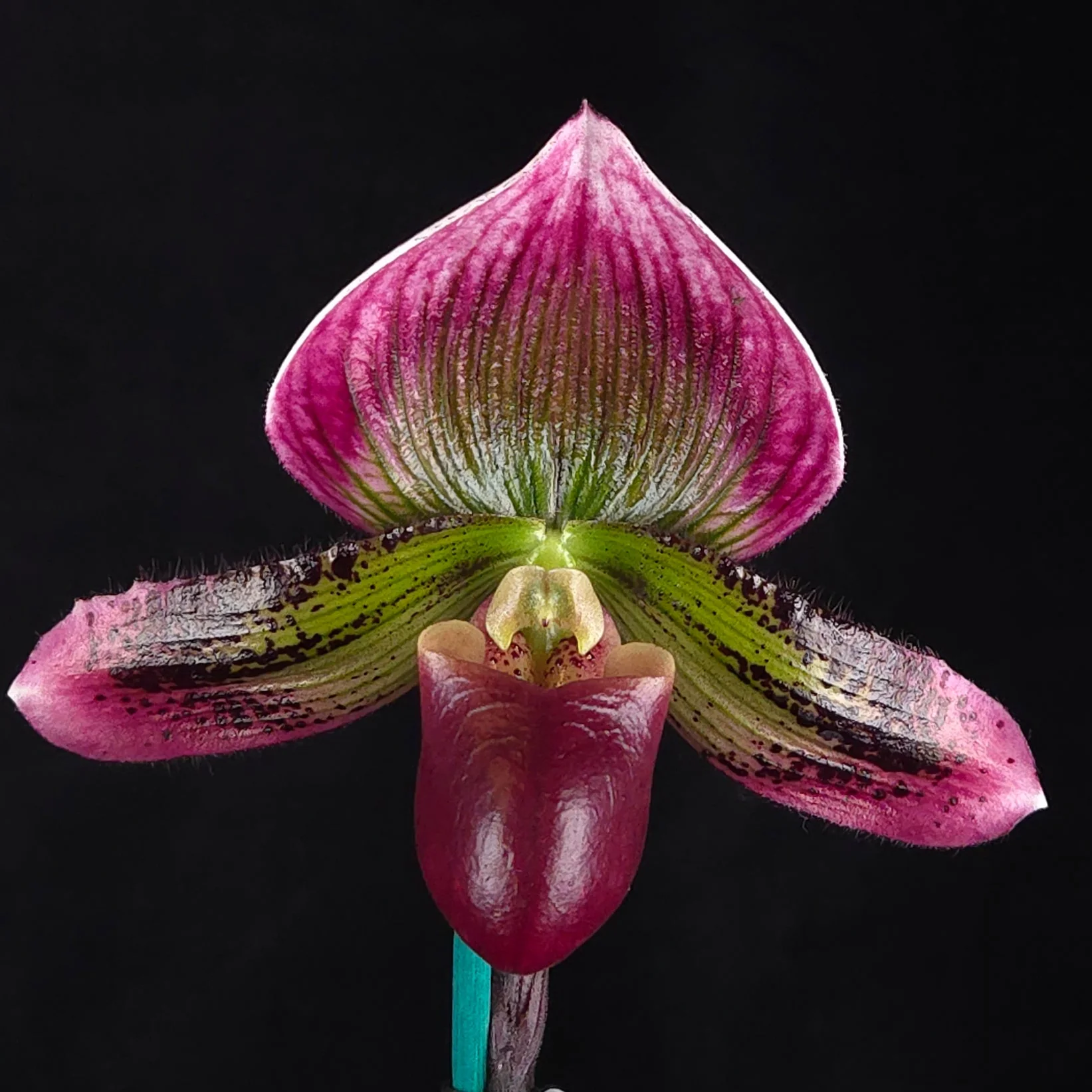 Paphiopedilum Yi Ying Morning Sun – One-Off Flowering Specimen (Showbench quality) - Image 2