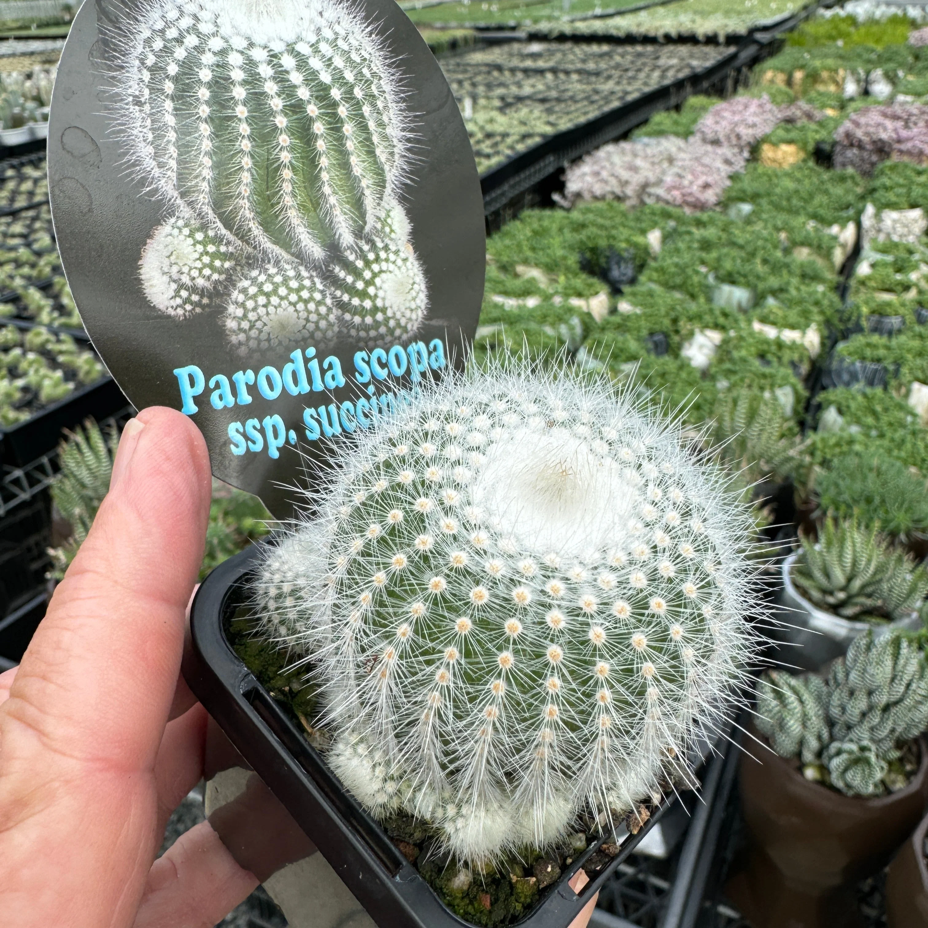 Parodia scopa albispina var. succinea – Silver Ball Cactus - Image 2