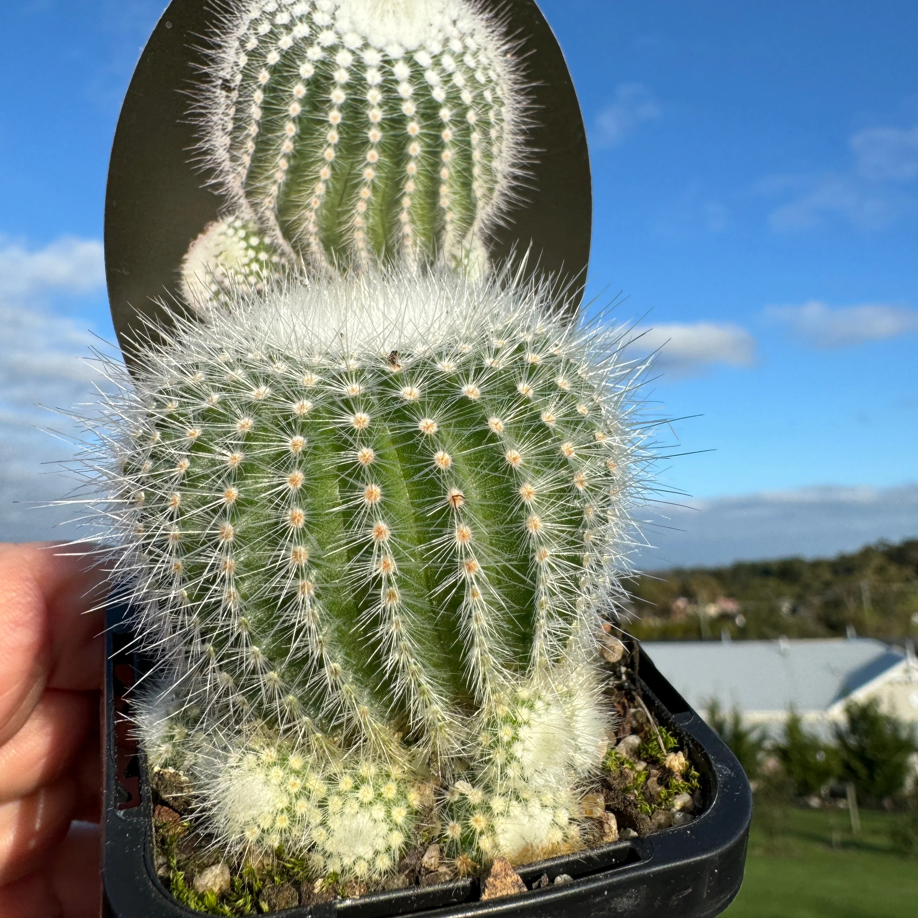 Parodia scopa albispina var. succinea – Silver Ball Cactus - Image 3