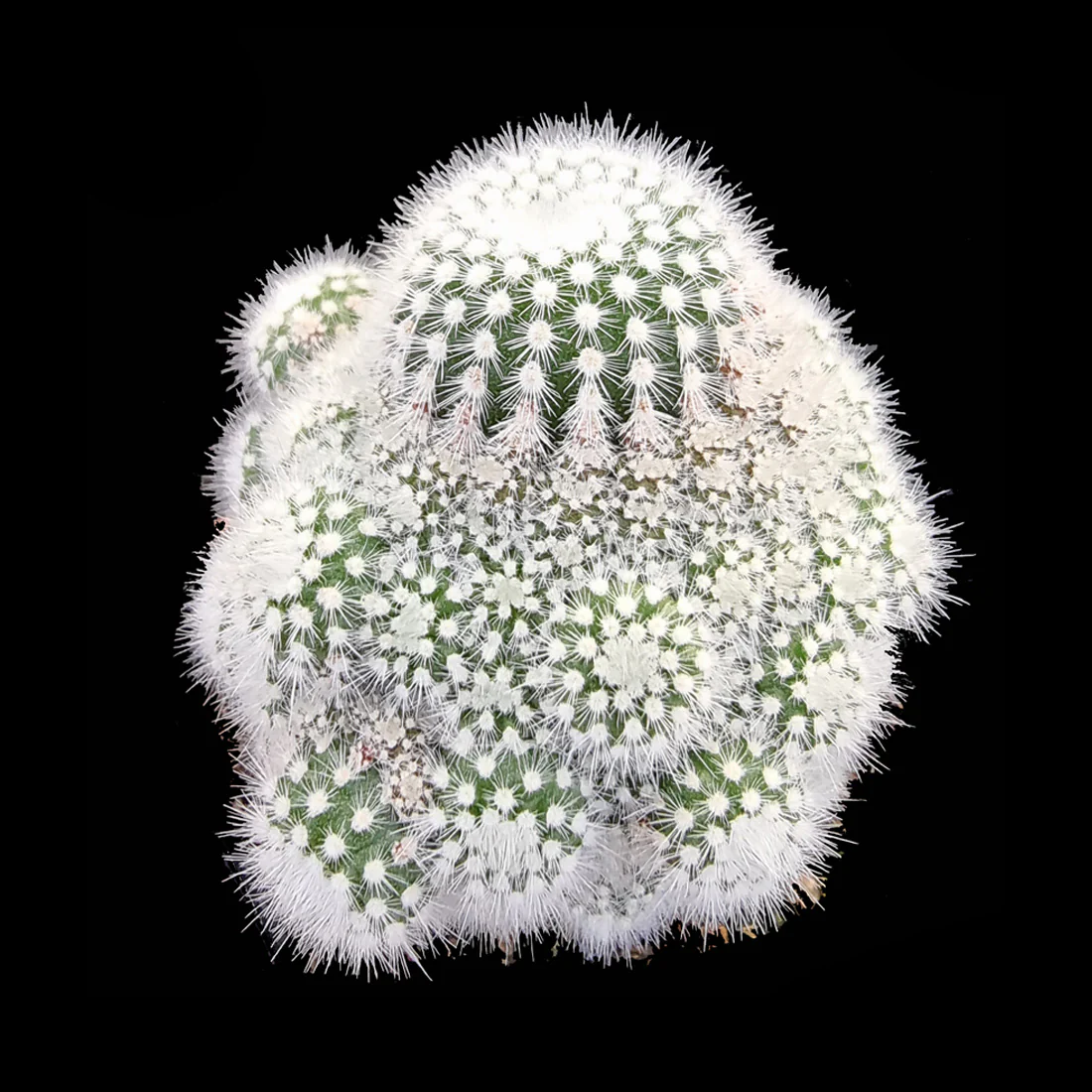Parodia scopa var. minima