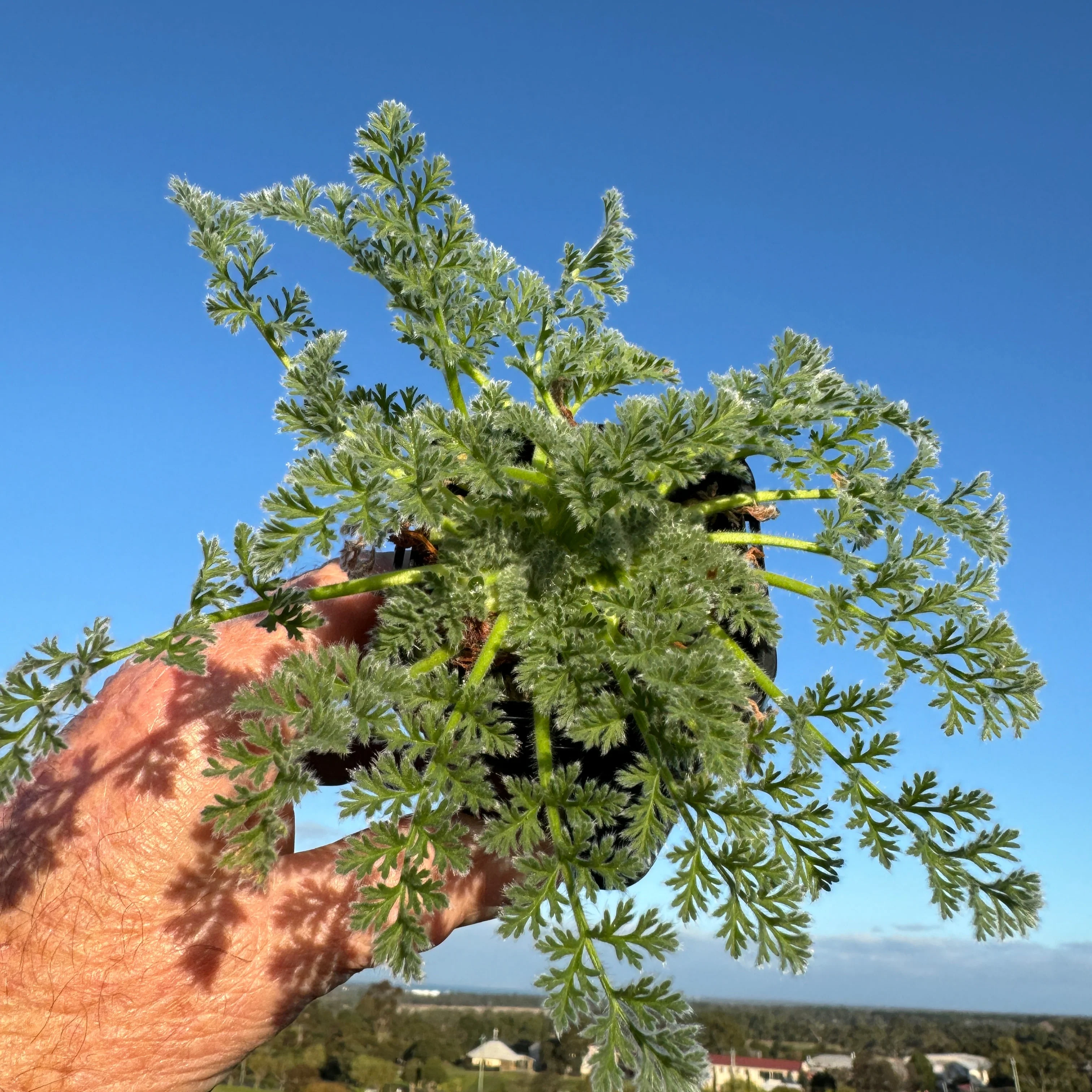 Pelargonium appendiculatum - Image 2