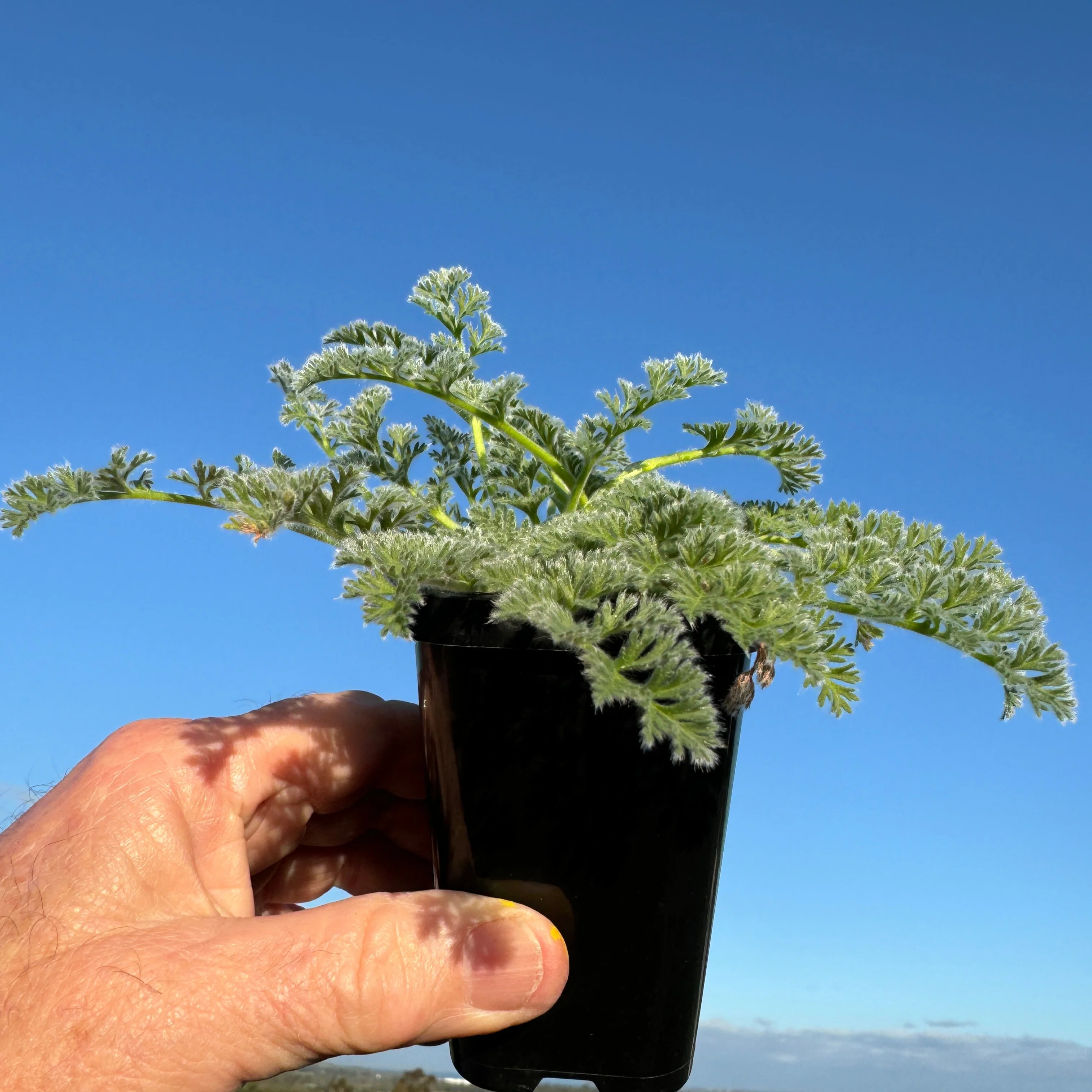 Pelargonium appendiculatum - Image 3