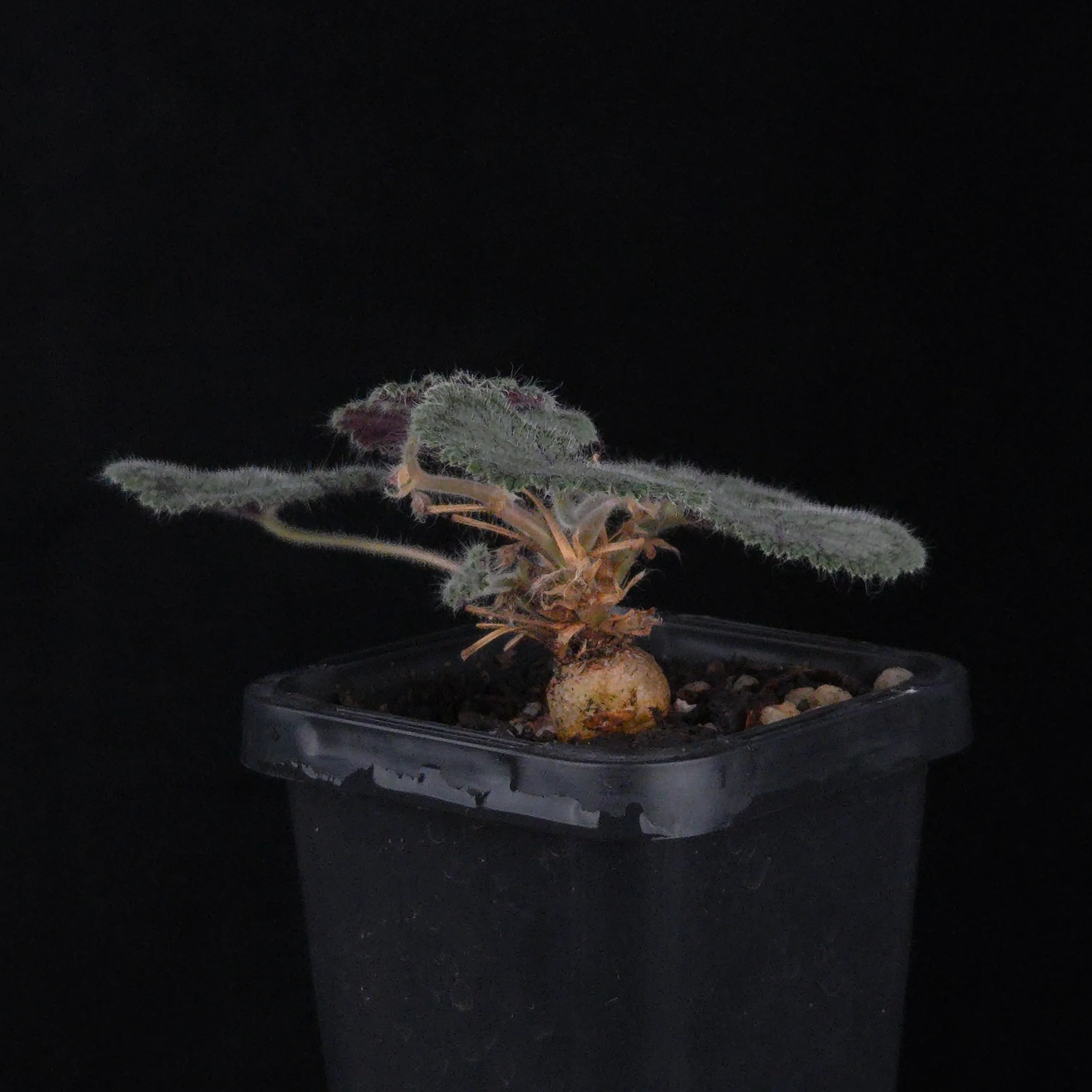 Pelargonium barklyi - Image 2