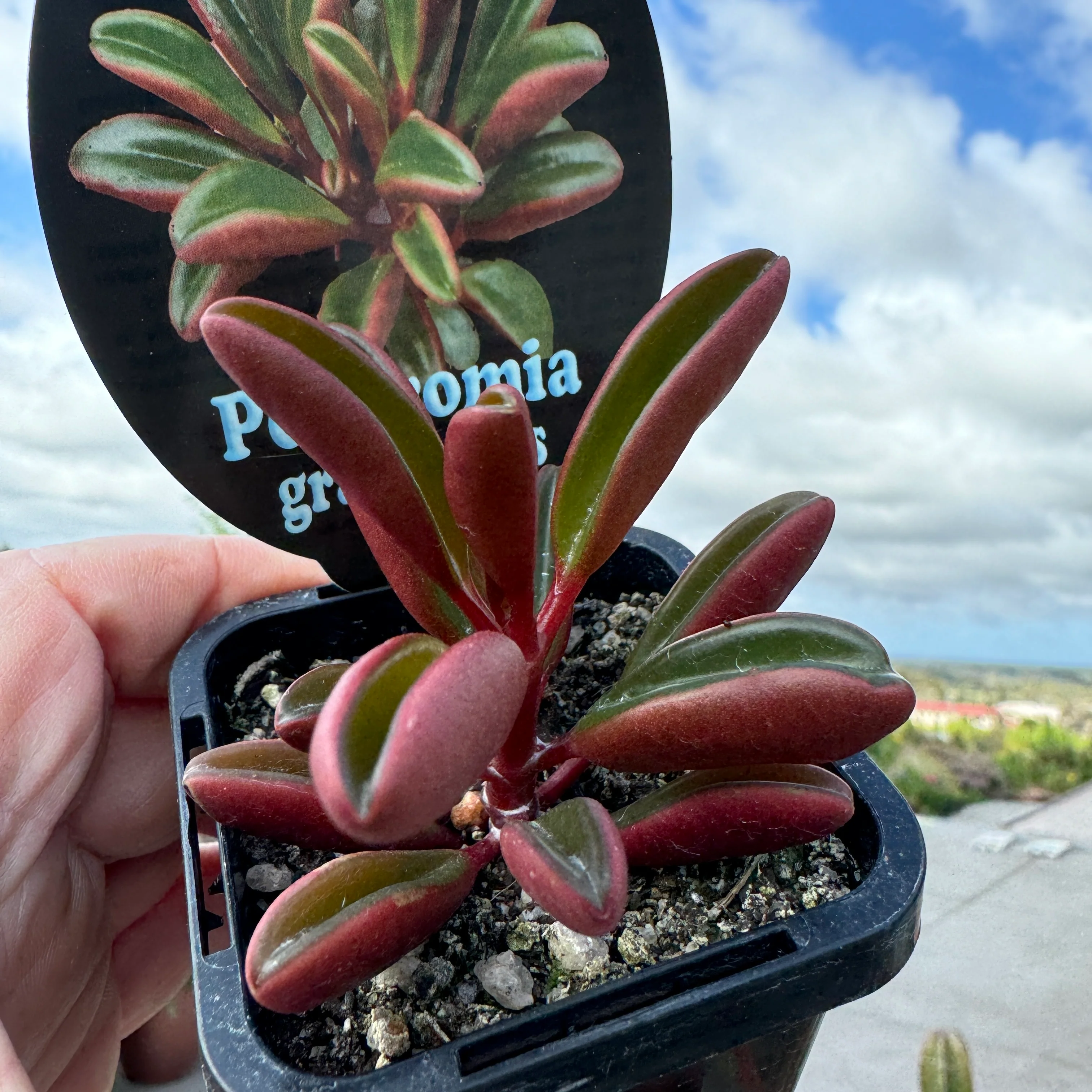 Peperomia graveolens 'Ruby Glow' - Image 2