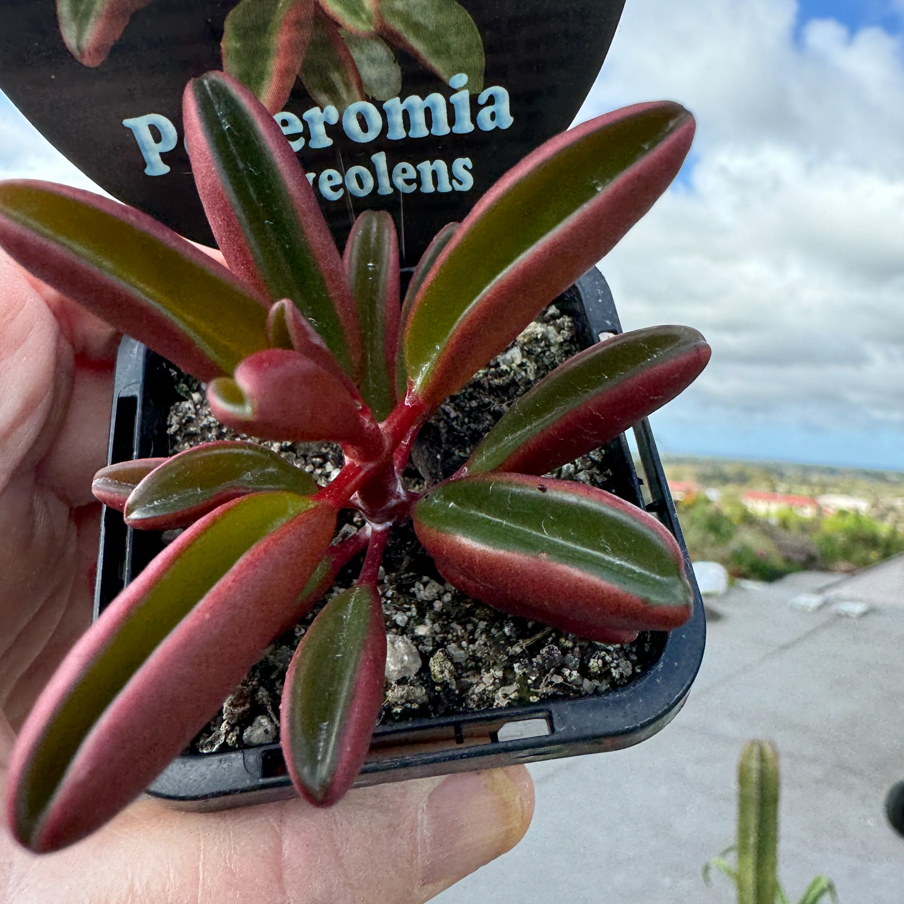 Peperomia graveolens 'Ruby Glow' - Image 3