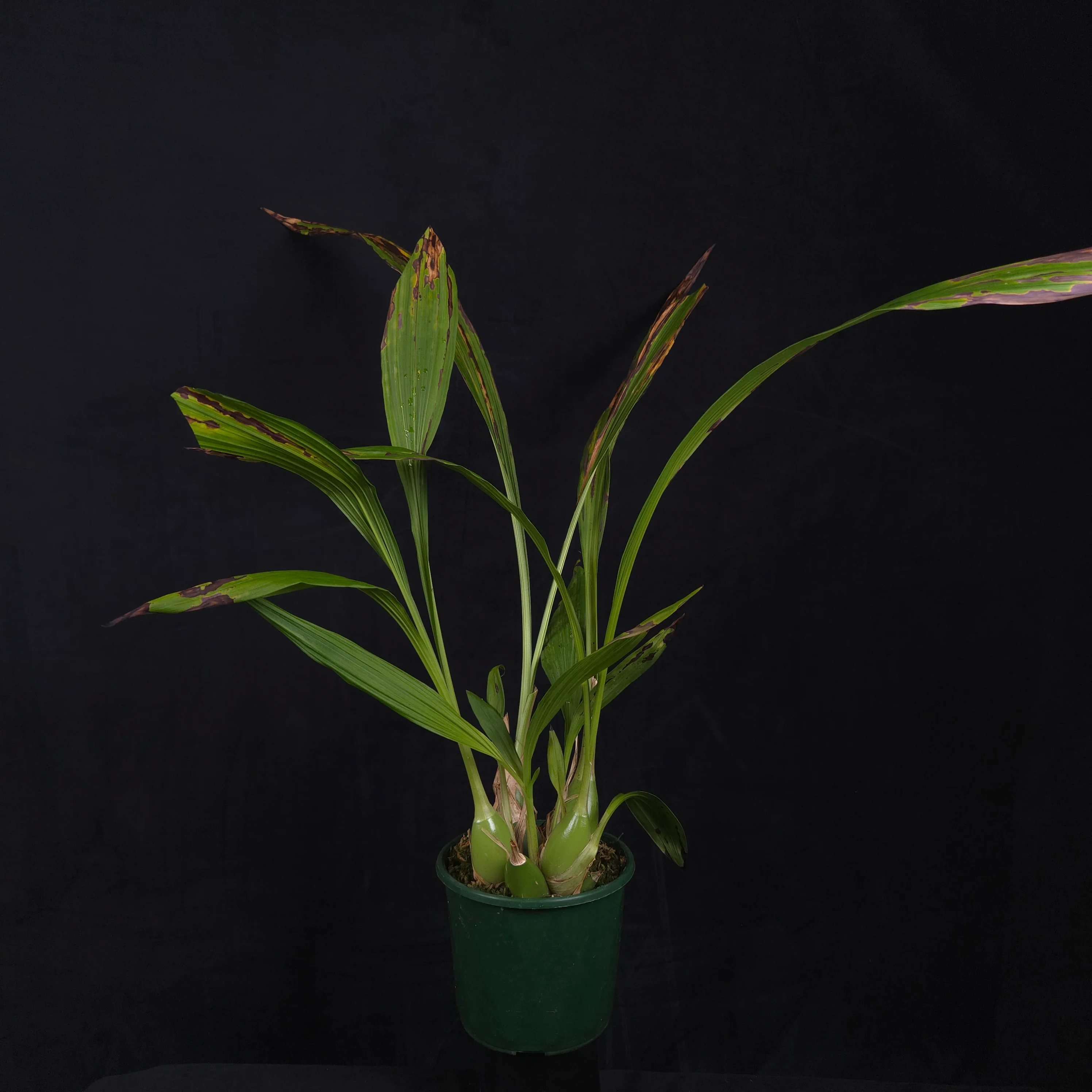Peristeria elata – Holy Ghost Orchid