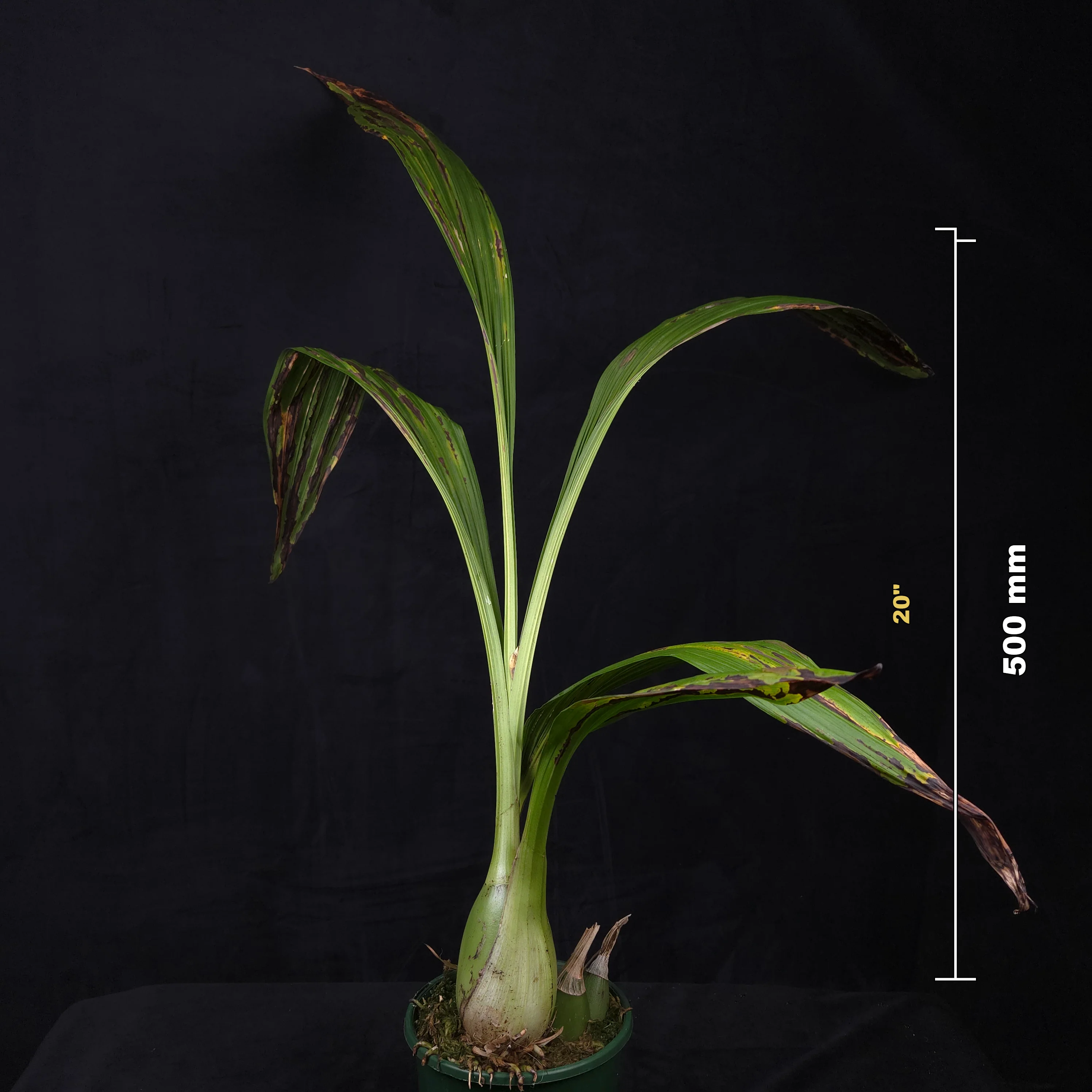 Peristeria elata – Holy Ghost Orchid - Image 3