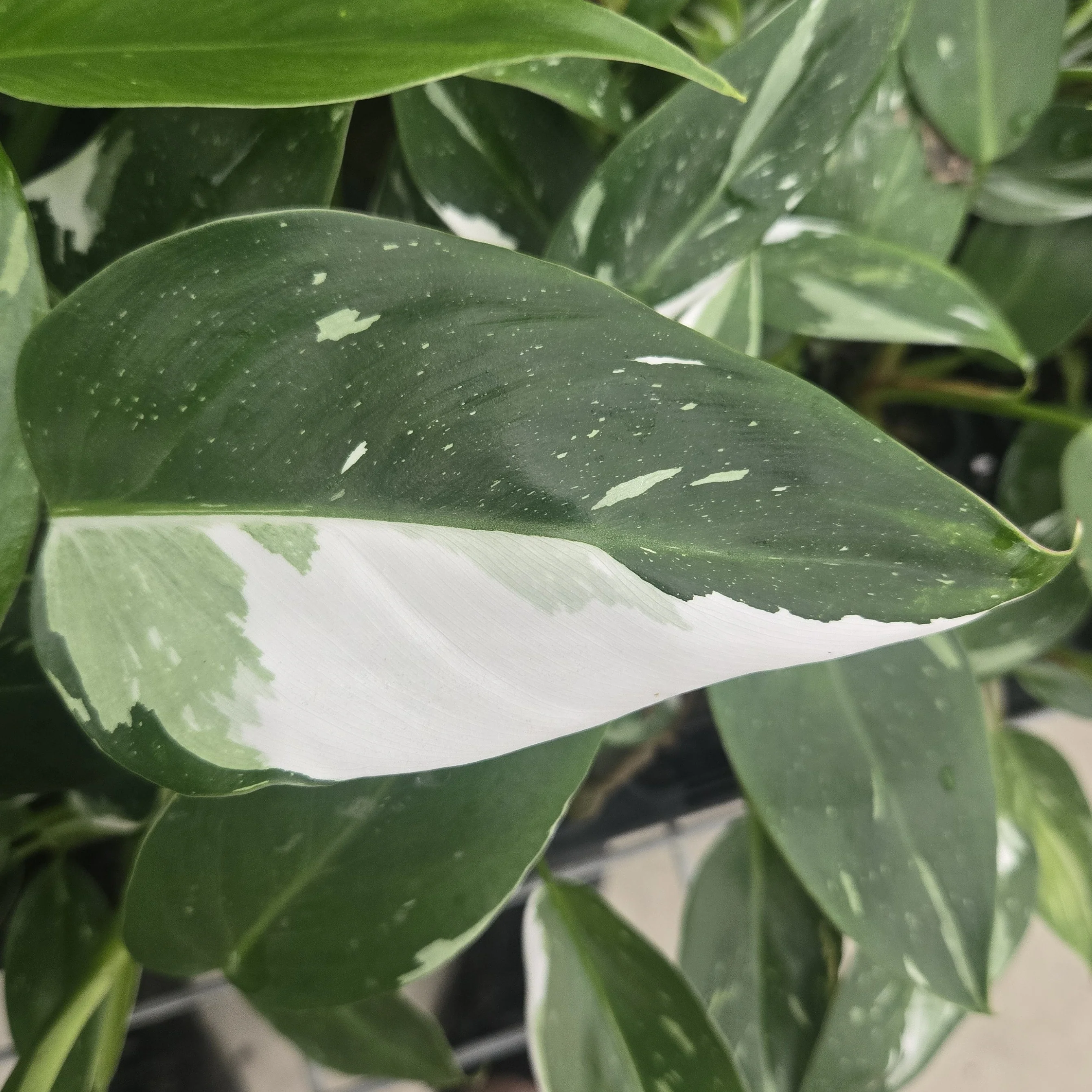 Philodendron erubescens 'White Princess' - Image 4