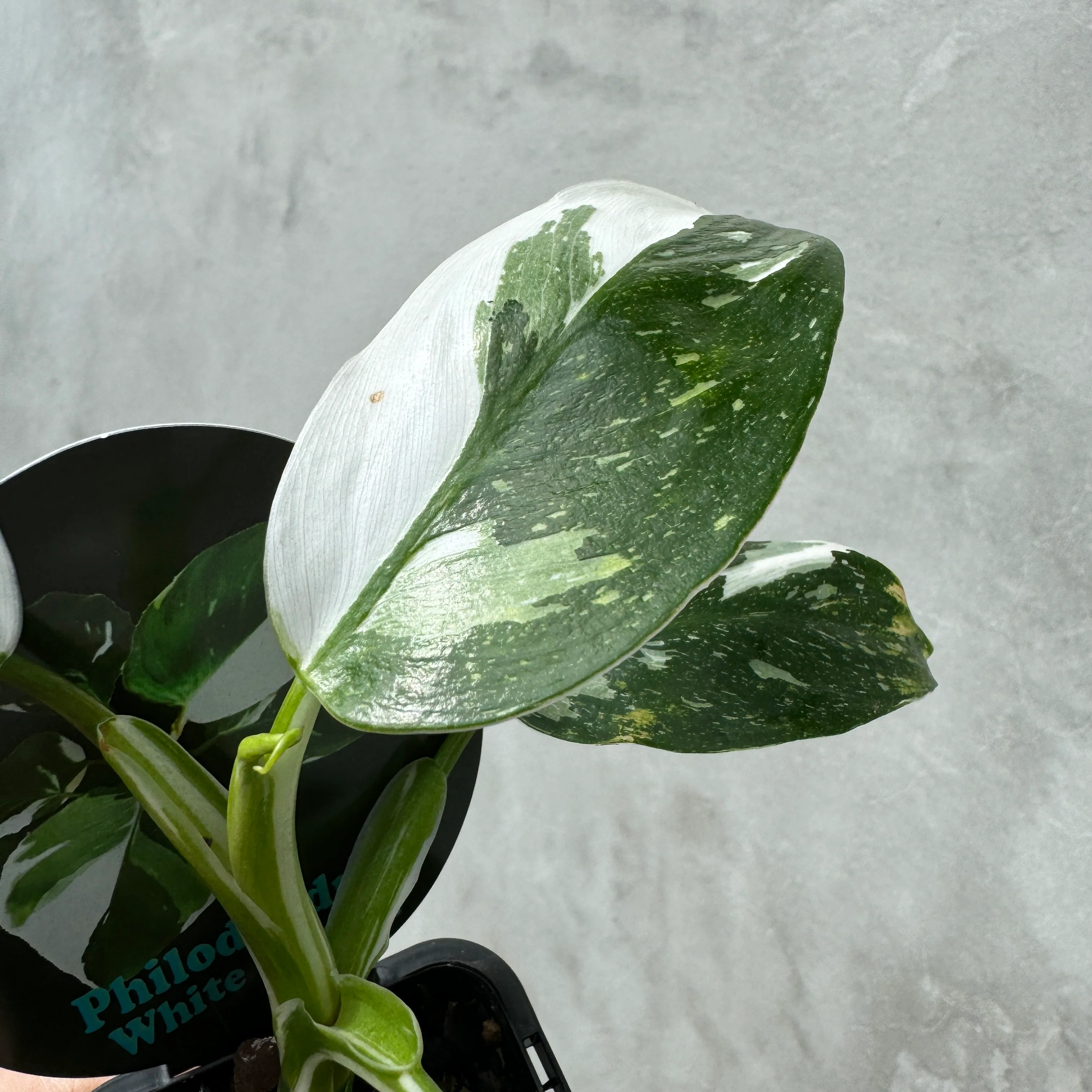 Philodendron erubescens 'White Wizard' - Image 6