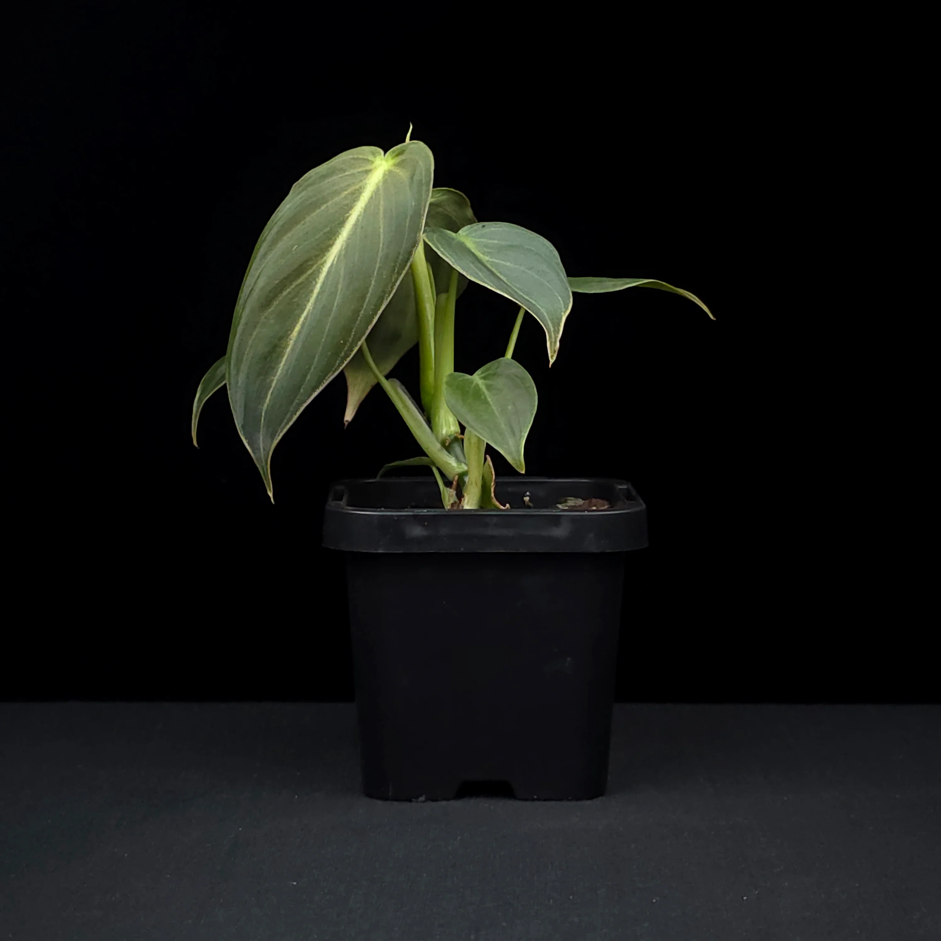 Philodendron melanochrysum - Image 2