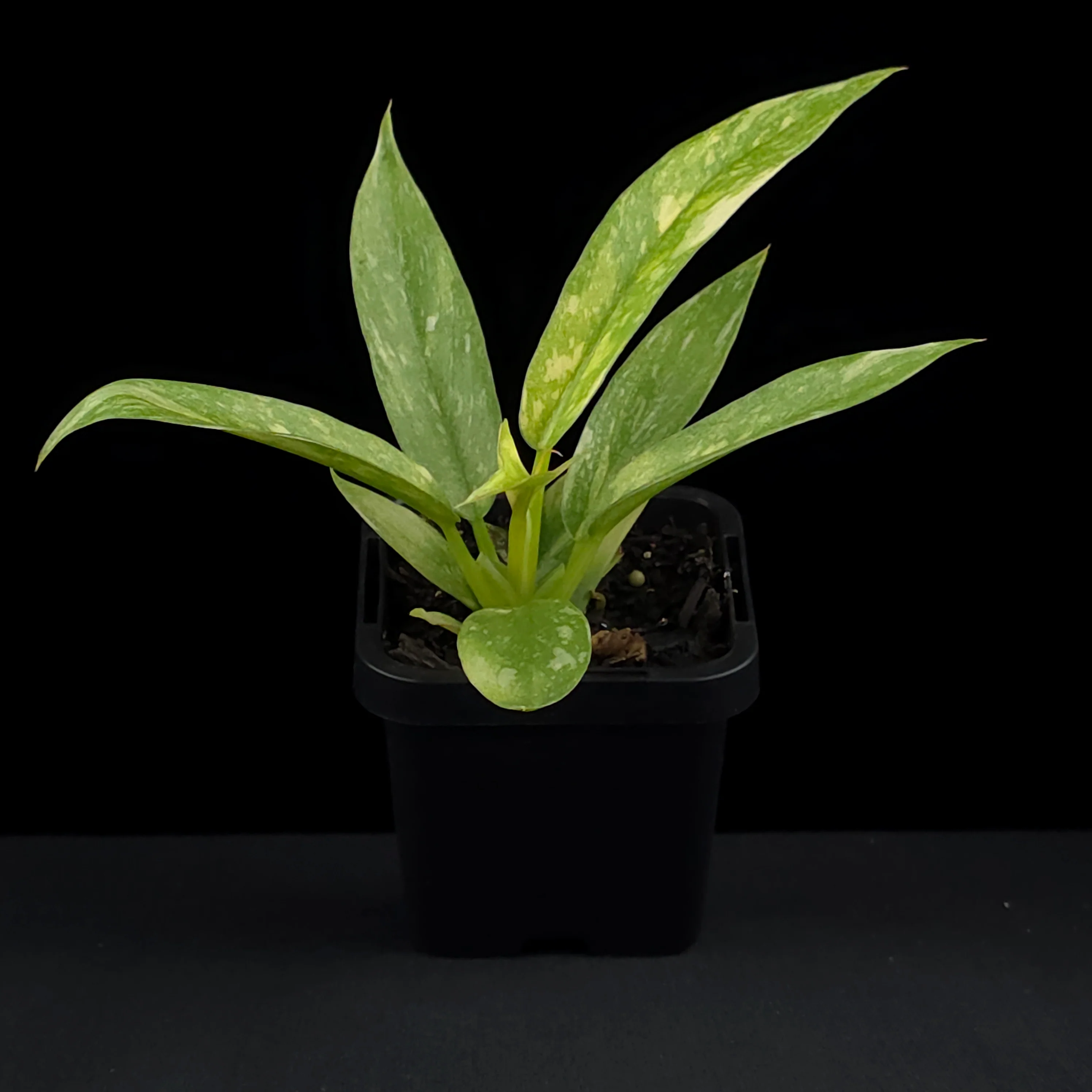 Philodendron 'Ring of Fire' (WA Prohibited) - Image 3