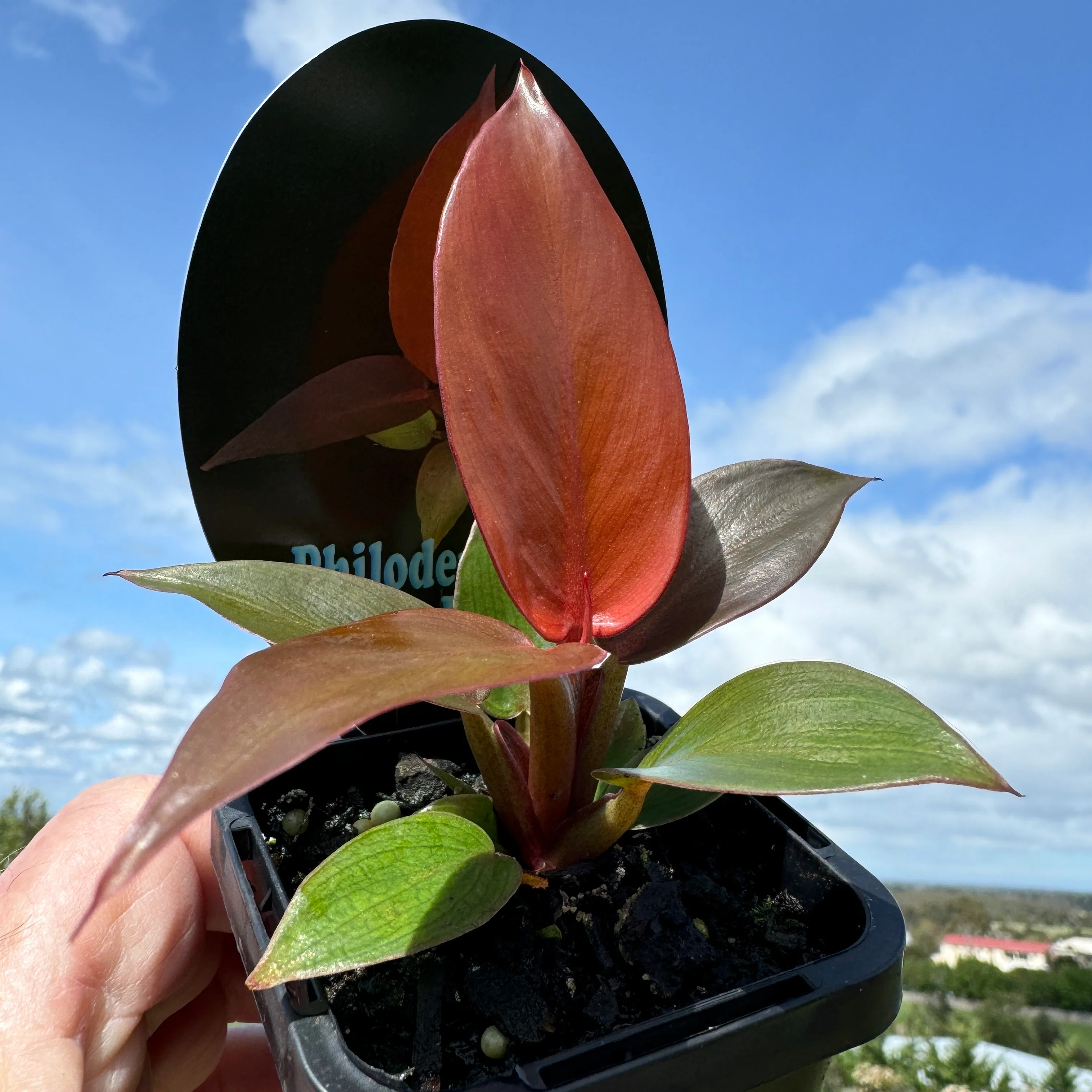 Philodendron 'Sun Red' - Image 5