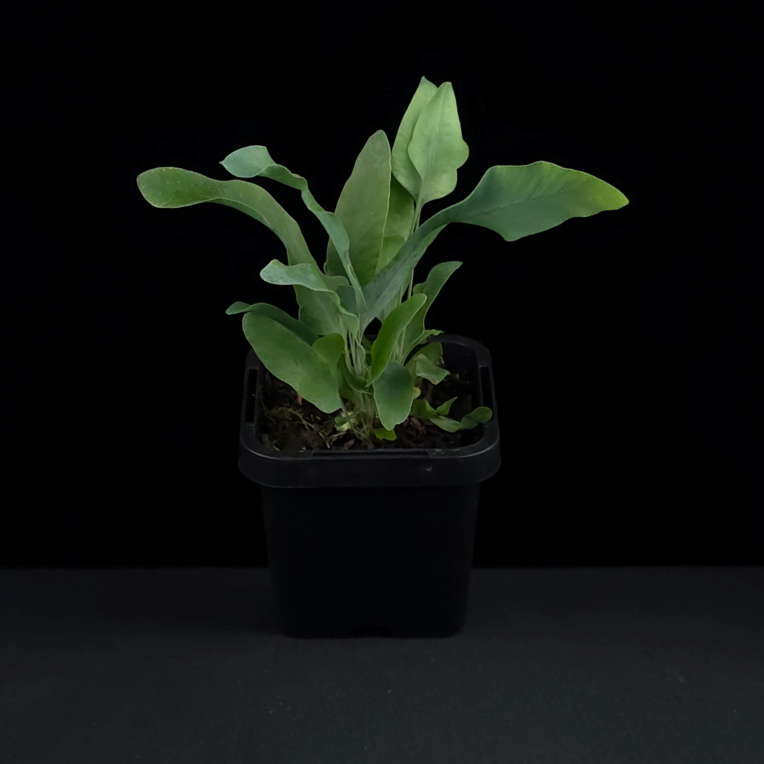 Phlebodium aureum 'The Blue Star Fern' - Image 3