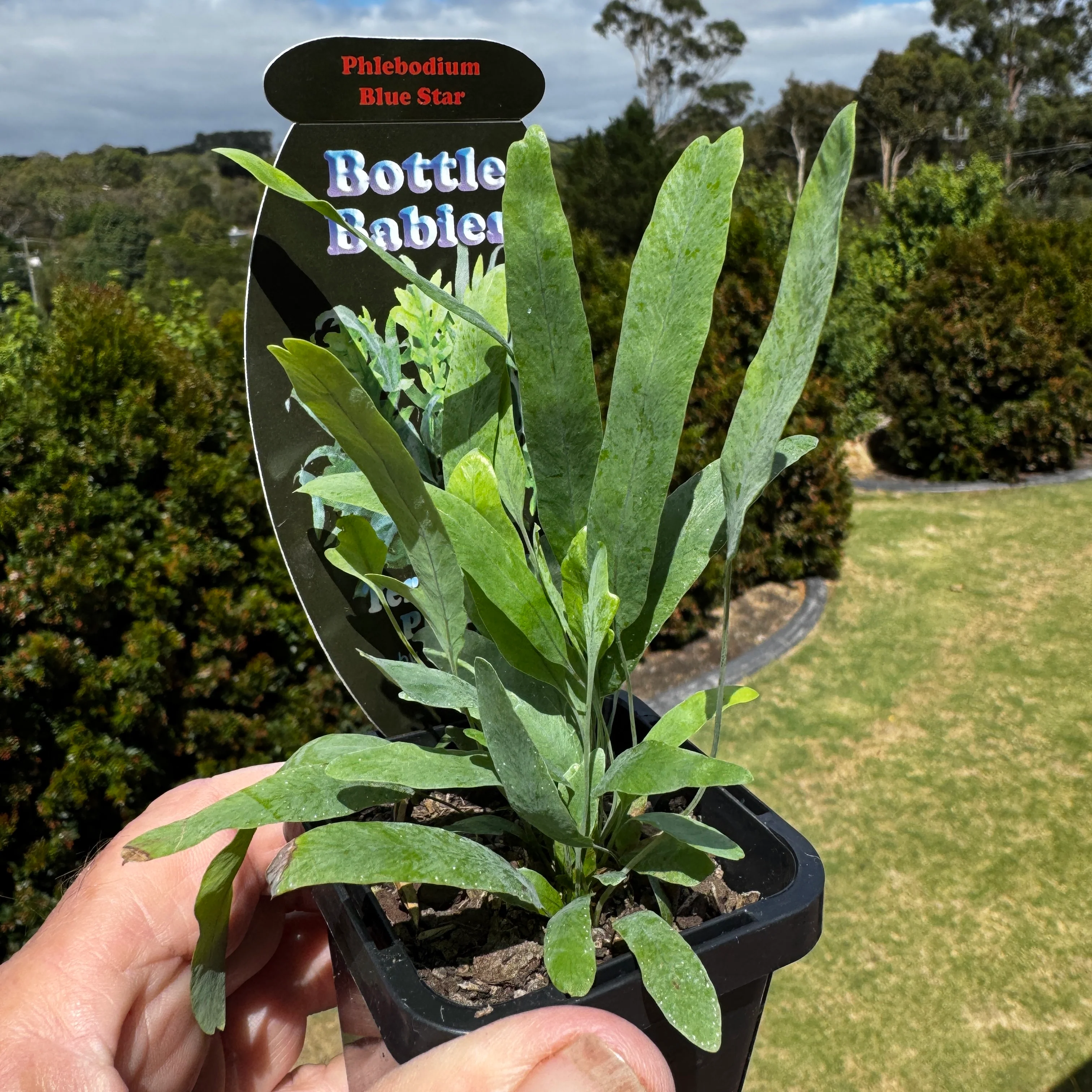 Phlebodium aureum 'The Blue Star Fern' - Image 5