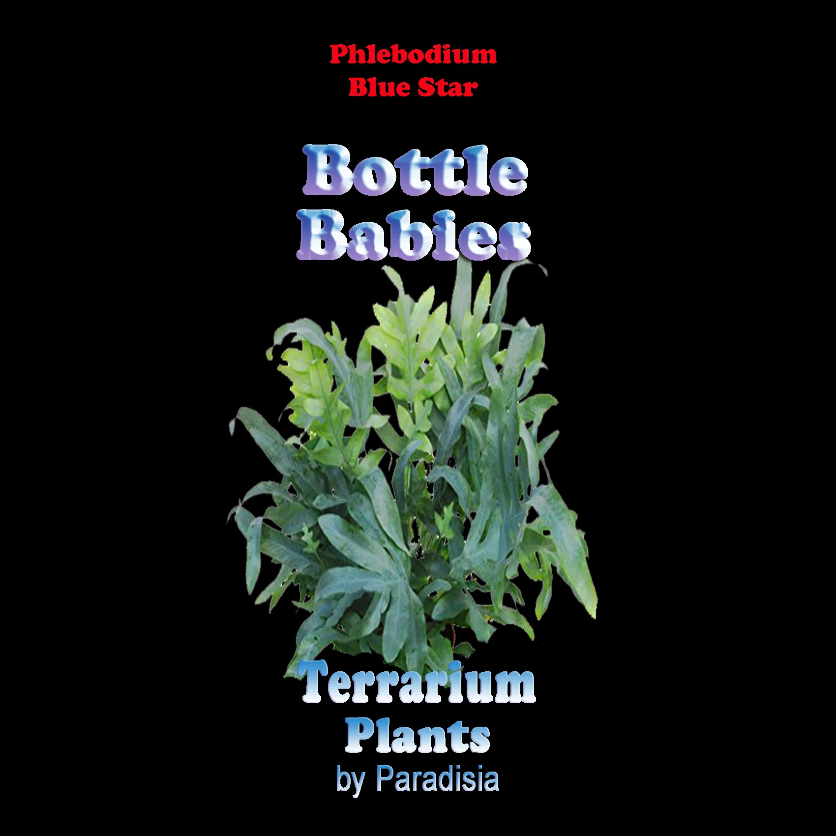 Phlebodium aureum 'The Blue Star Fern' - Image 6