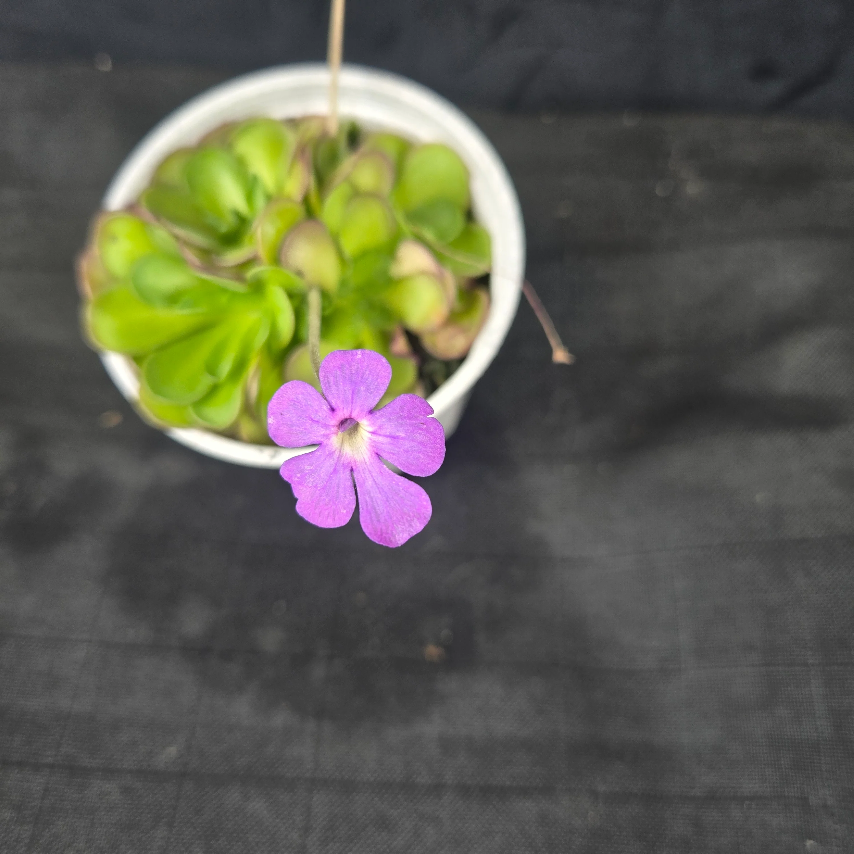 Pinguicula cyclosecta (WA Prohibited) - Image 2
