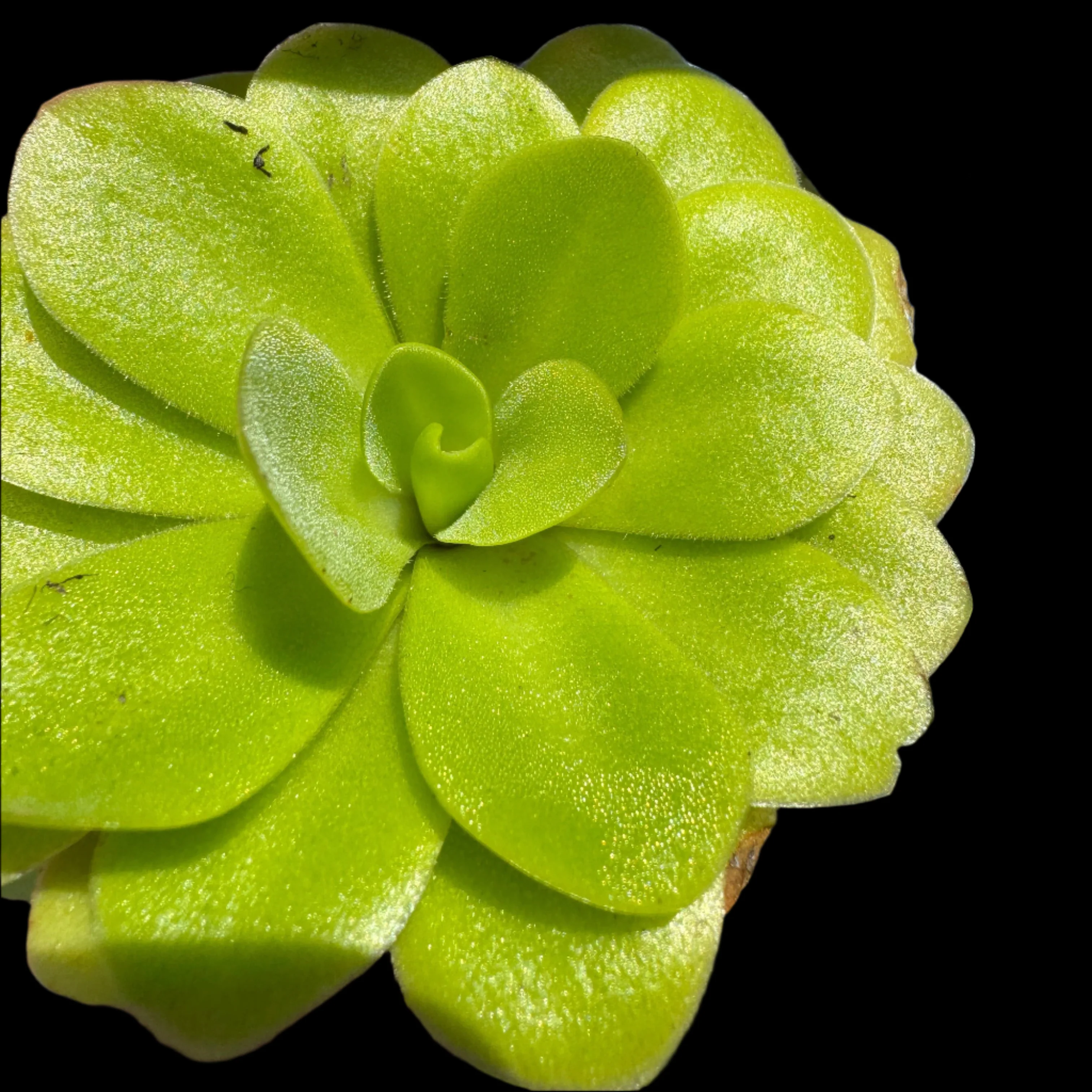 Pinguicula 'Sethos' - Image 4