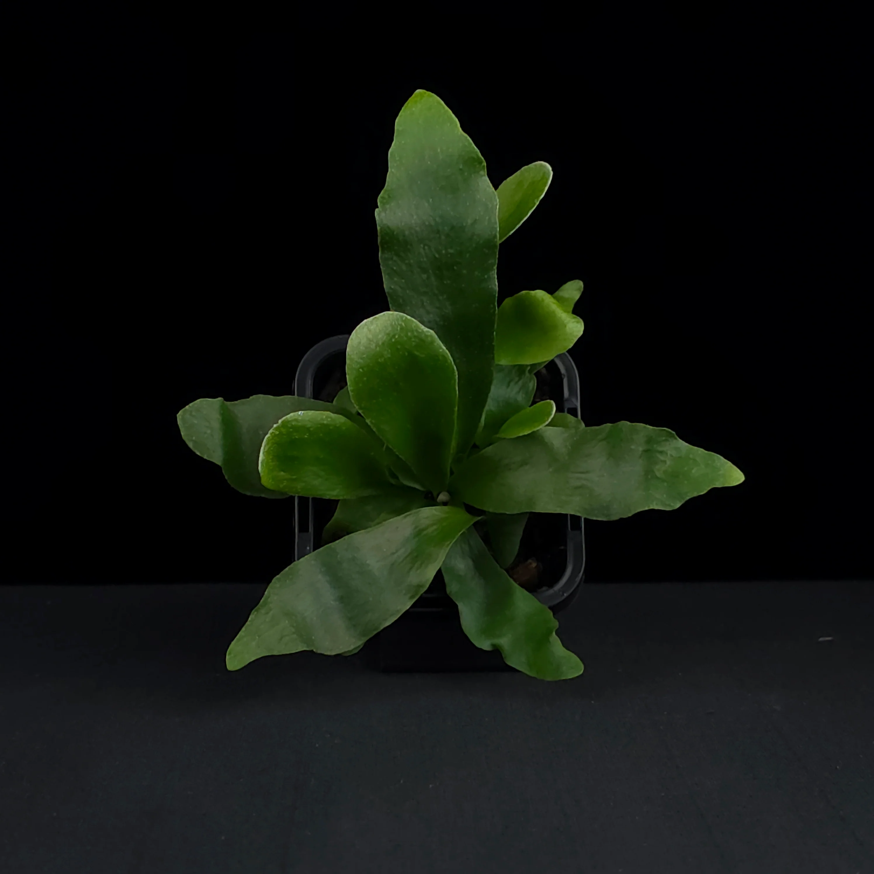 Platycerium bifurcatum 'Netherland' - Staghorn Fern - Image 6