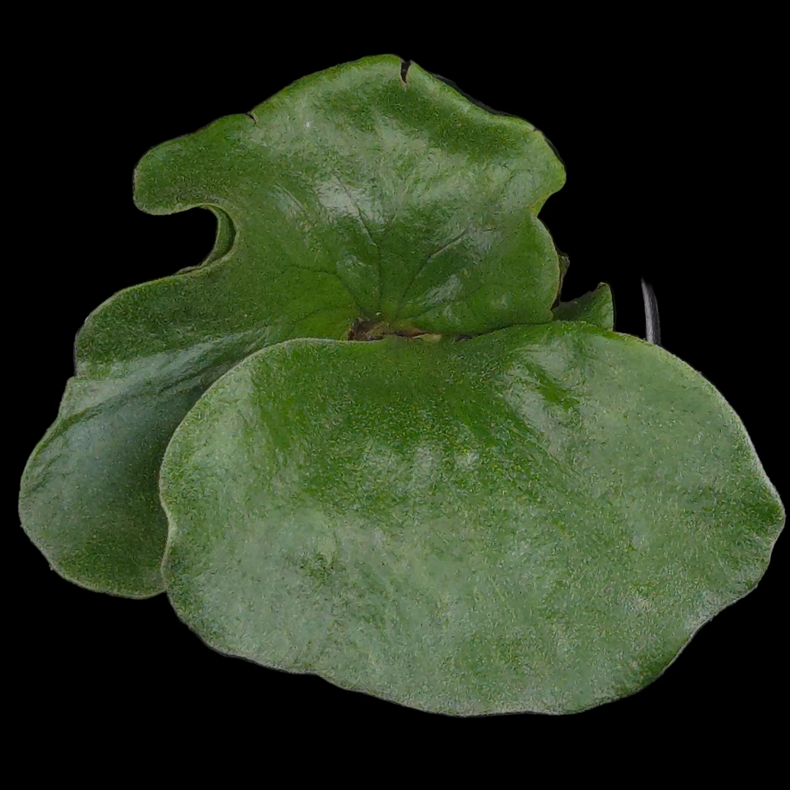 Platycerium elephantotis (syn. angolense) - Image 3
