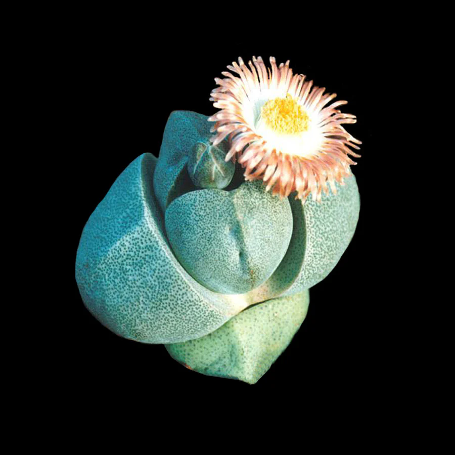 Pleiospilos nelii – Living Stone - Image 2
