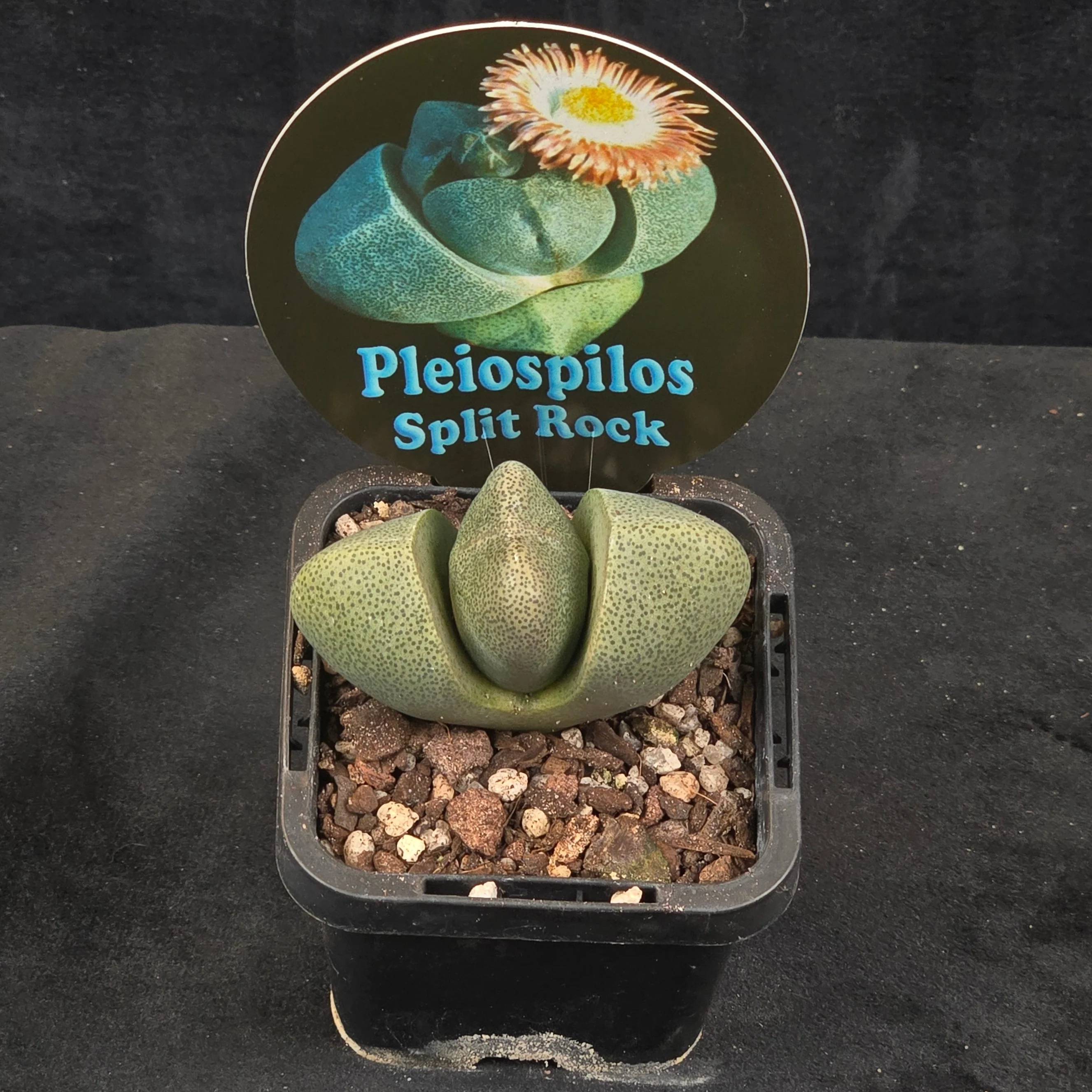 Pleiospilos nelii – Living Stone - Image 4
