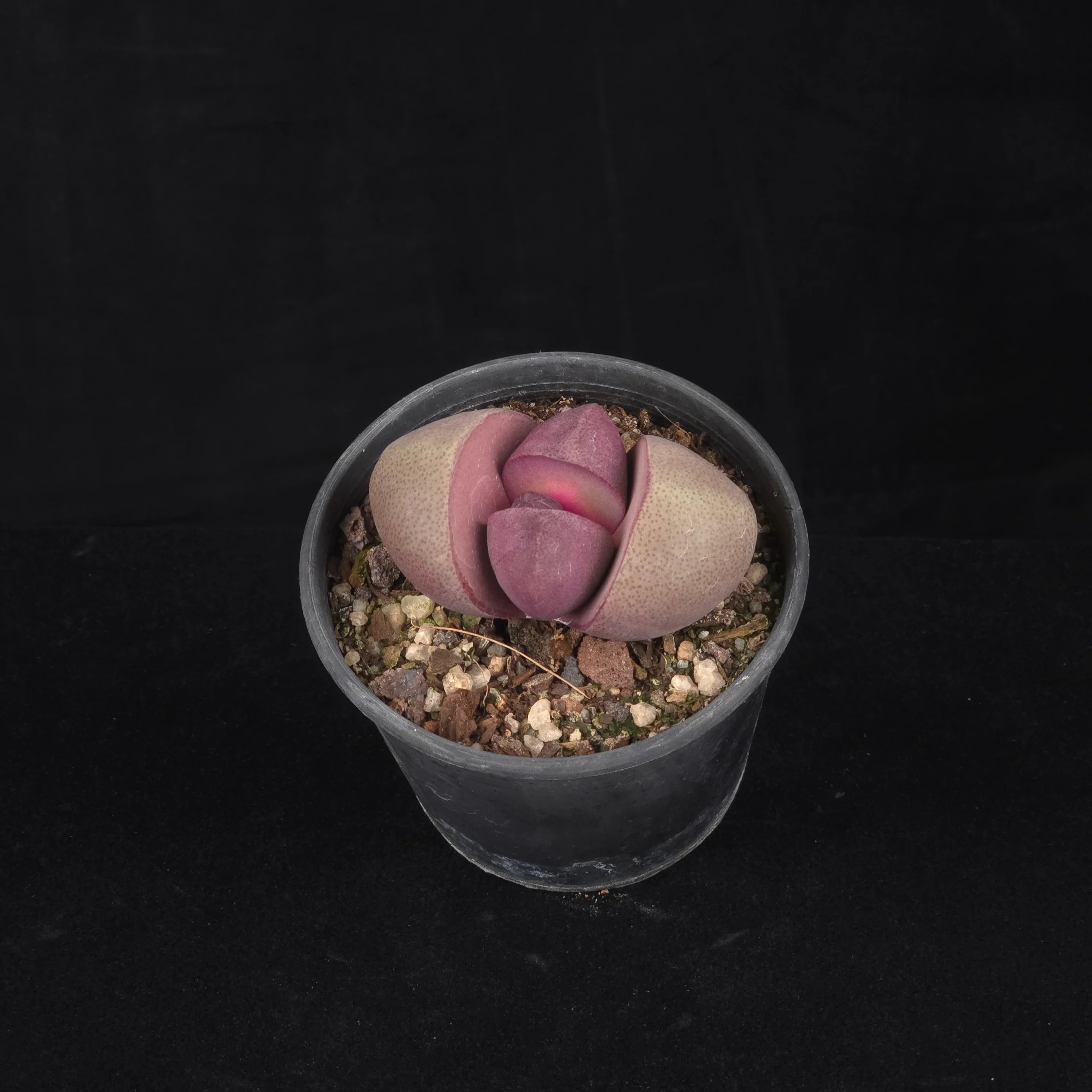 Pleiospilos nelii 'Royal Flush' - Living Stone - Image 4