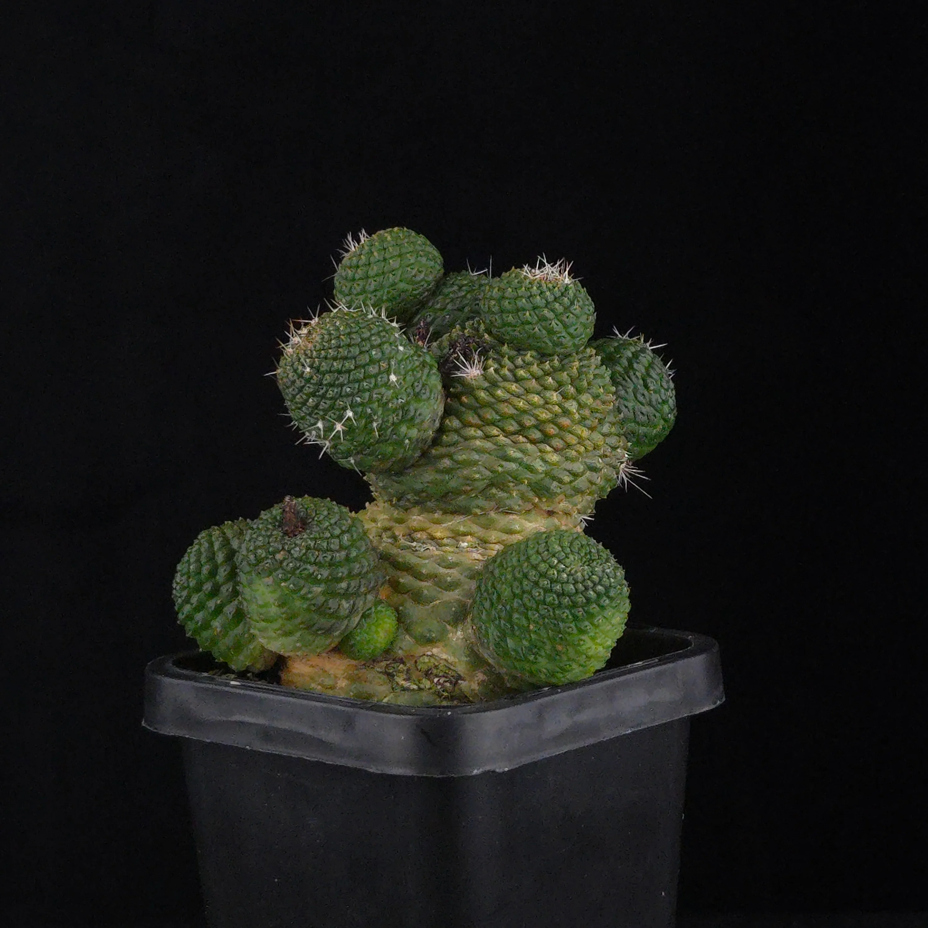 Rebutia krainziana var. inermis (syn. Rebutia pygmaea) – Mature Specimen