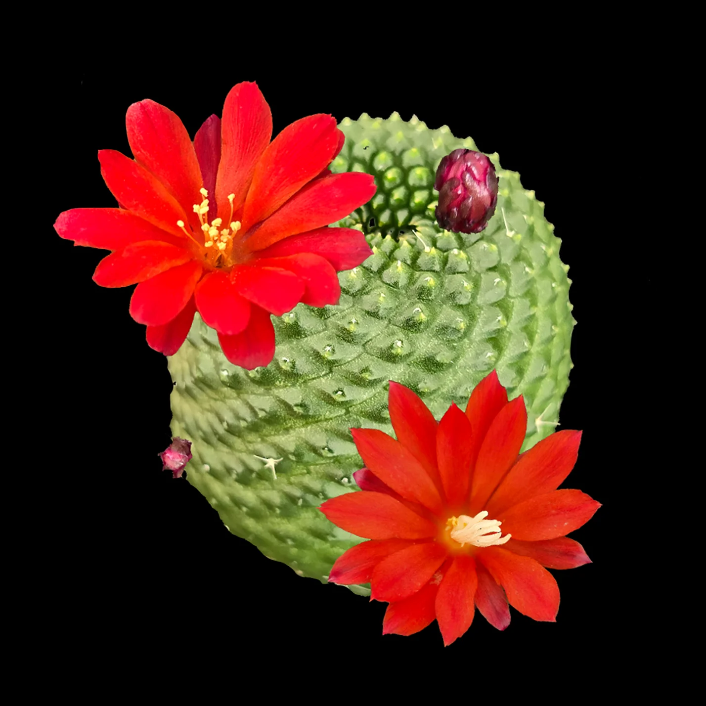 Rebutia krainziana var. inermis (syn. Rebutia pygmaea) – Mature Specimen - Image 2