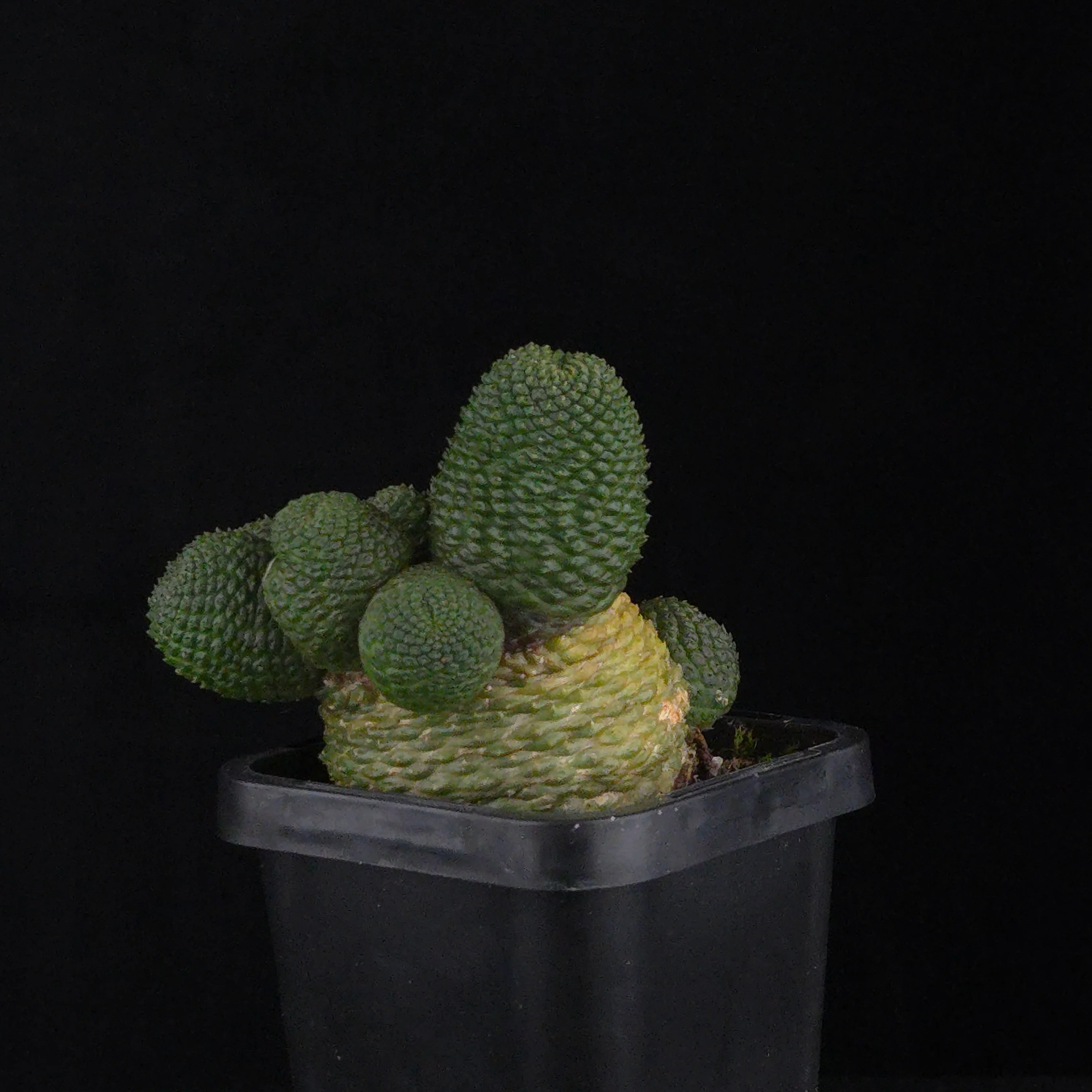 Rebutia krainziana var. inermis (syn. Rebutia pygmaea) – Mature Specimen - Image 3