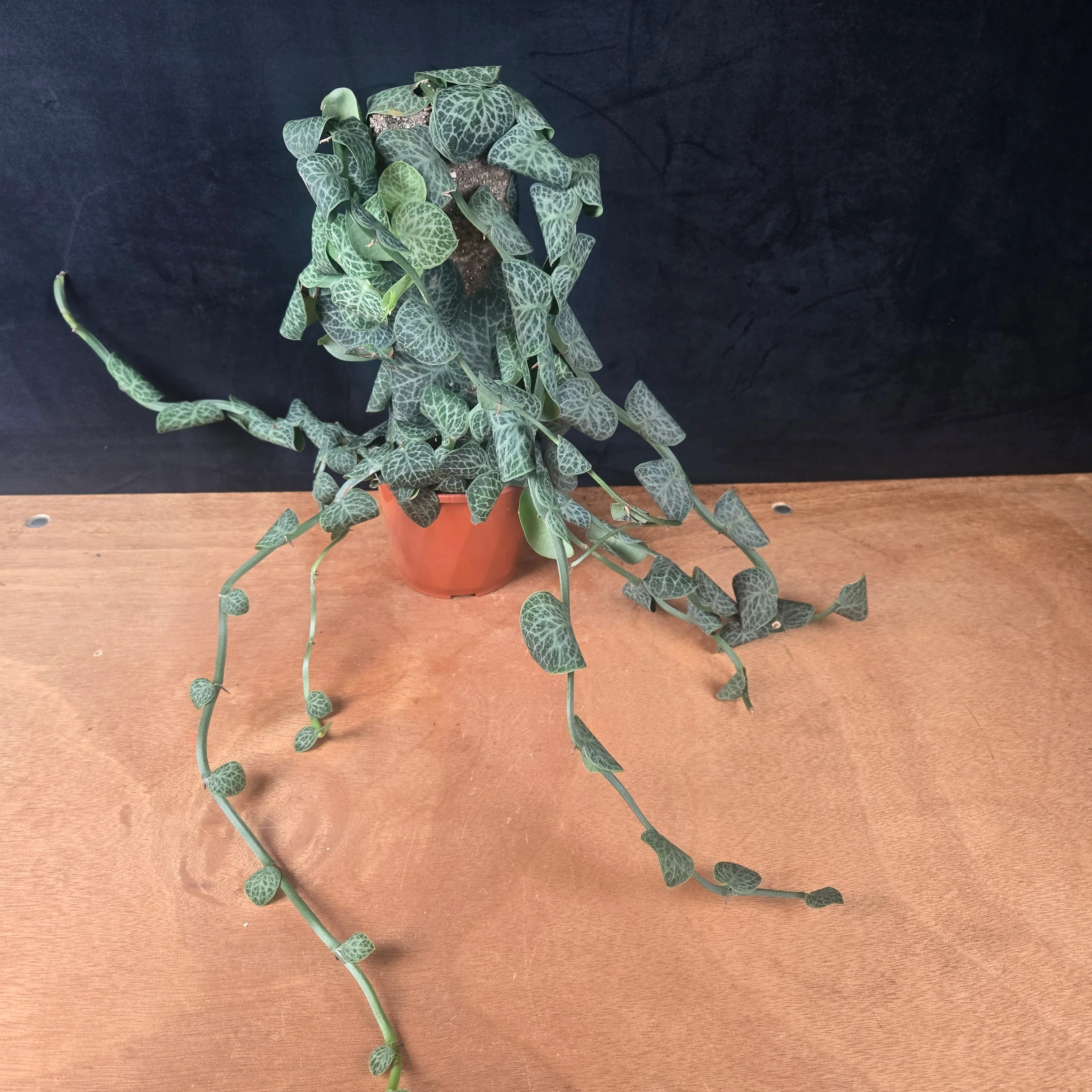 Rhaphidophora cryptantha Large Specimen - Image 2