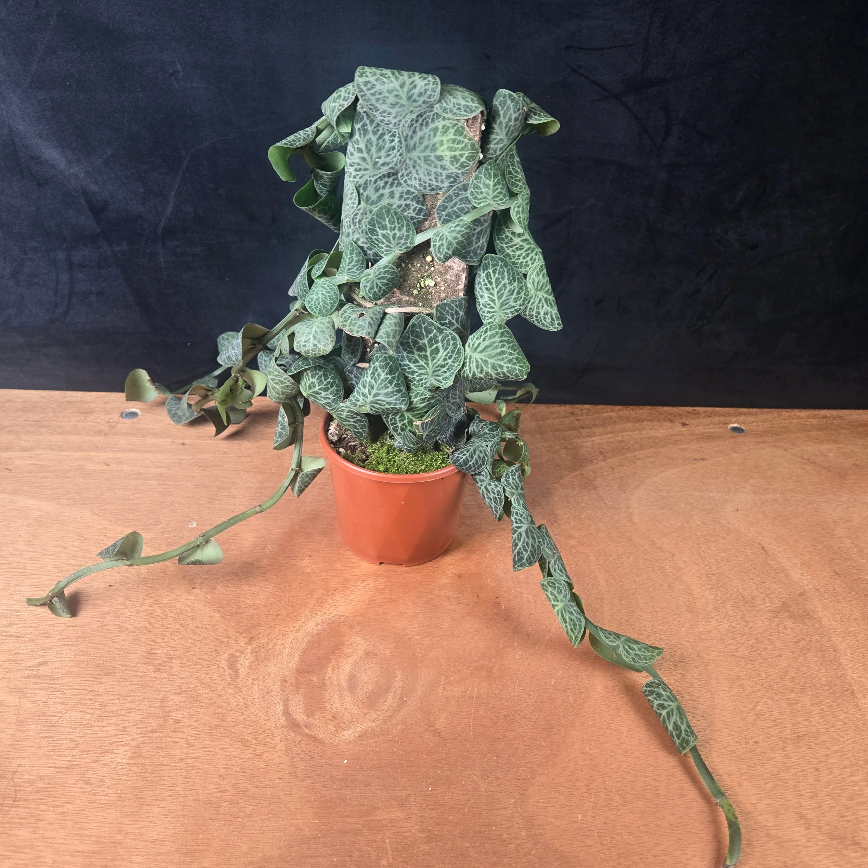 Rhaphidophora cryptantha Large Specimen - Image 3