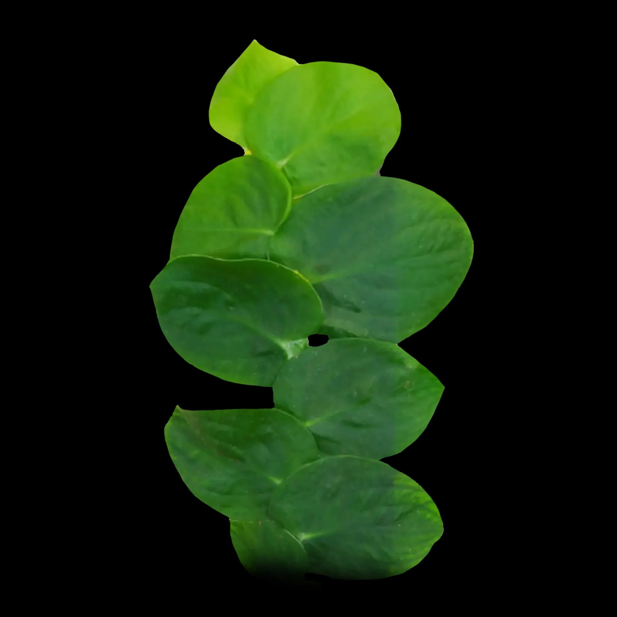 Rhaphidophora hayi